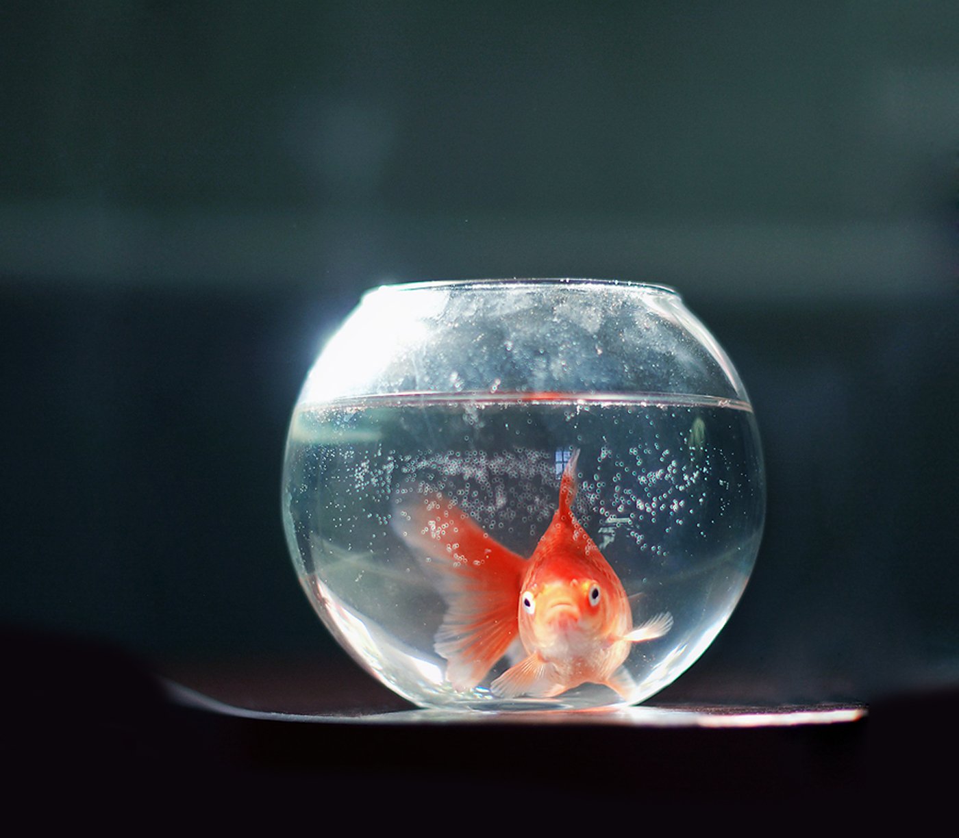 动物,金鱼,7秒的记忆,可爱,唯美,意境,游,安静,水下