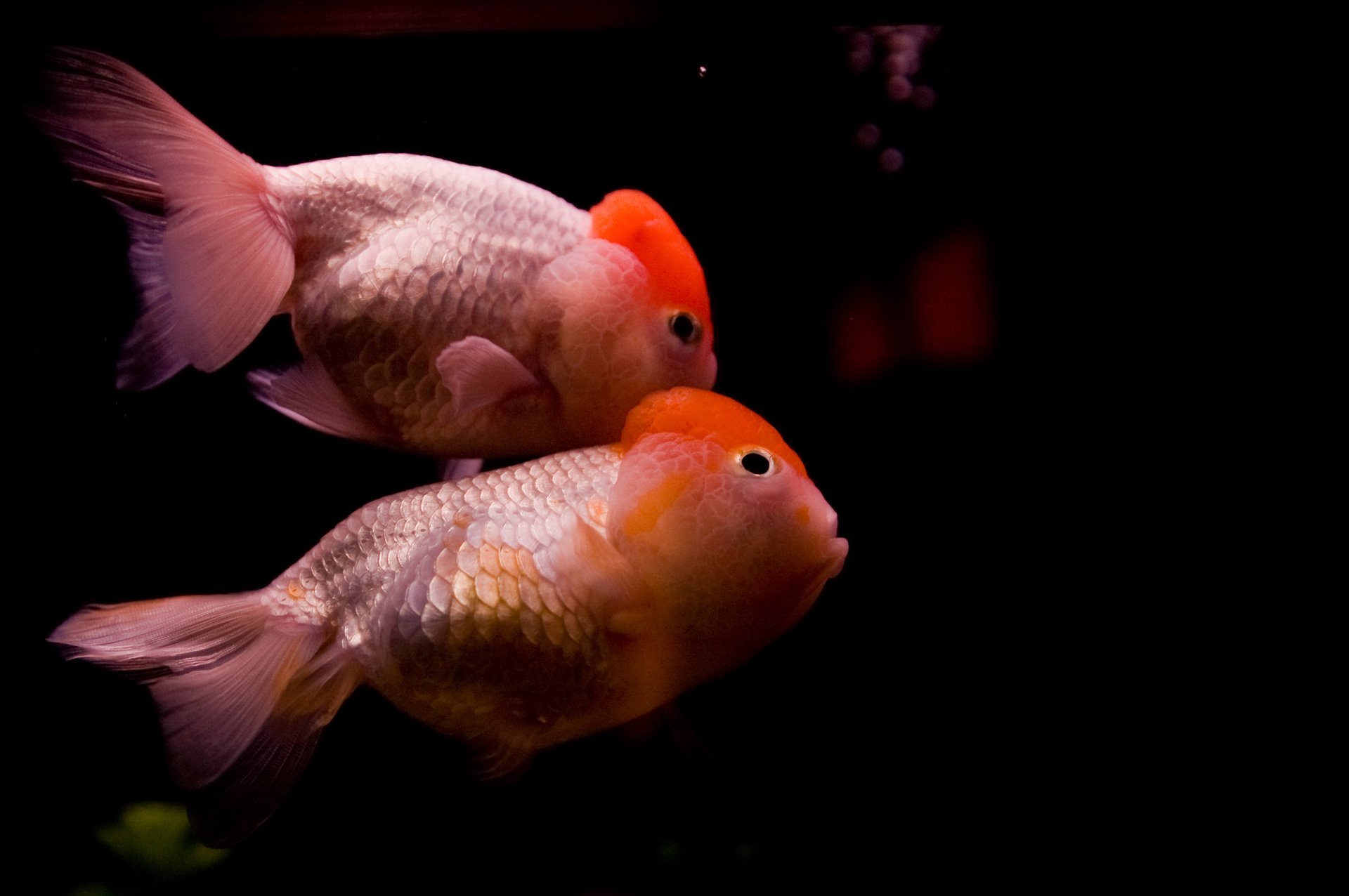 动物,金鱼,7秒的记忆,可爱,唯美,意境,游,安静,水下