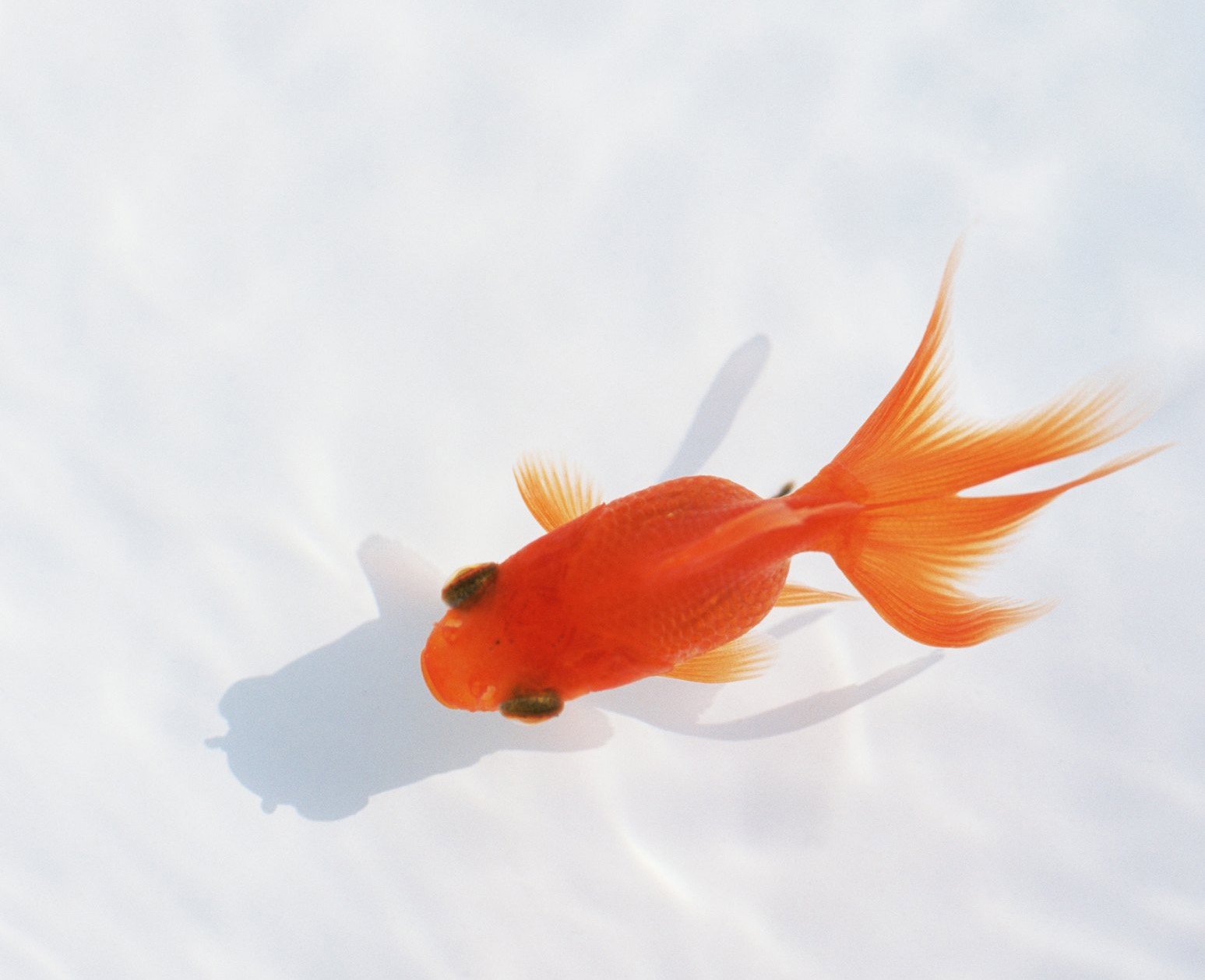 动物,金鱼,7秒的记忆,可爱,唯美,意境,游,安静,水下