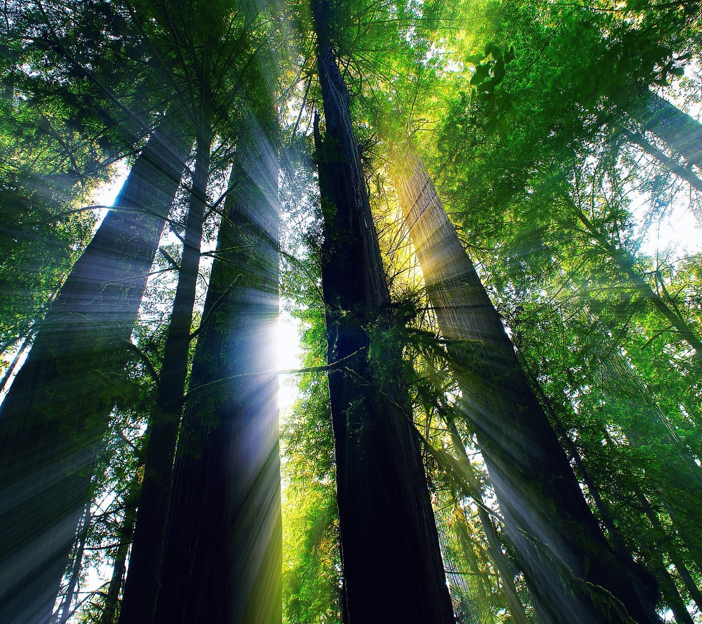 风景,自然,风光,树林,阳光,安静,唯美,意境