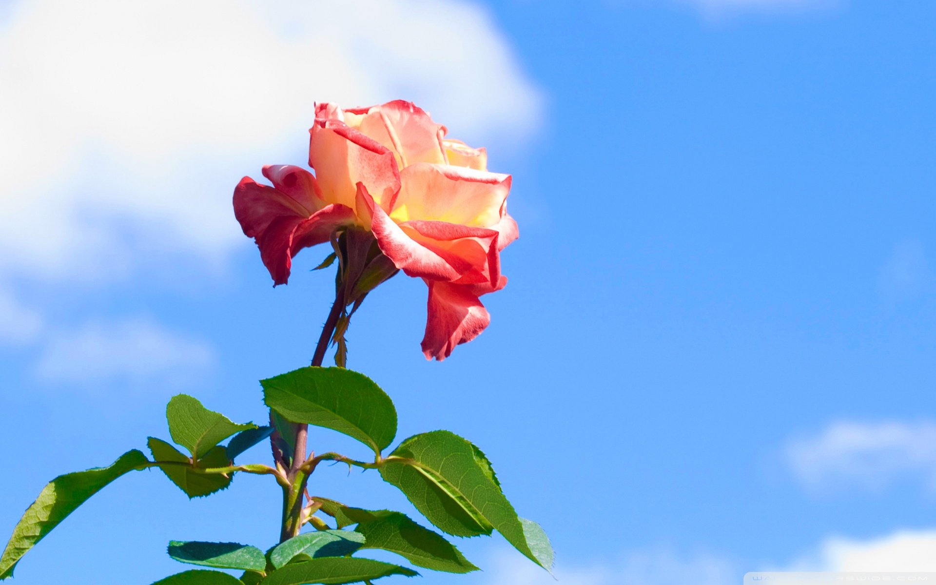 天空,唯美,蓝天白云,晴朗,清新,意境,温暖,安静,晴天,等风来