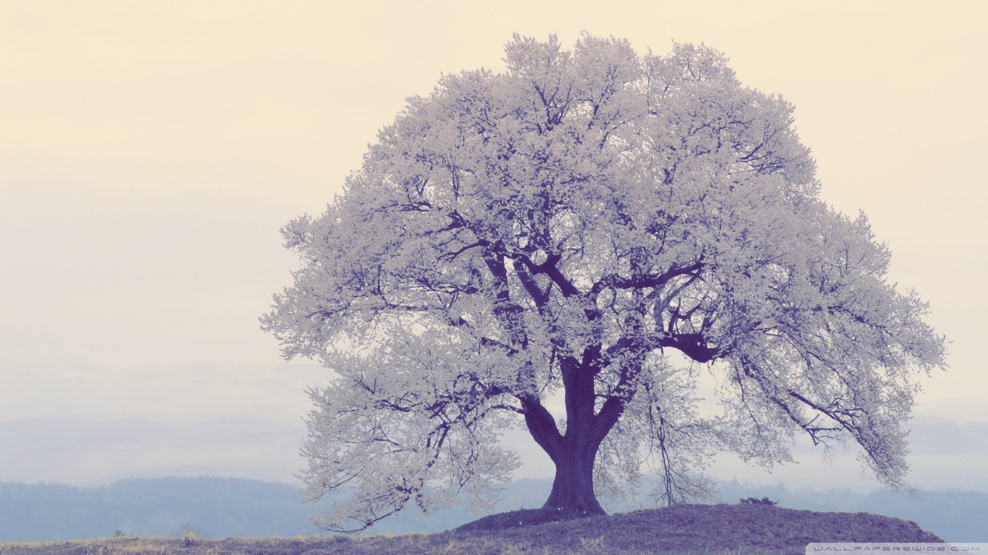 自然,风景,树,唯美,意境,孤单,来生要做一棵树