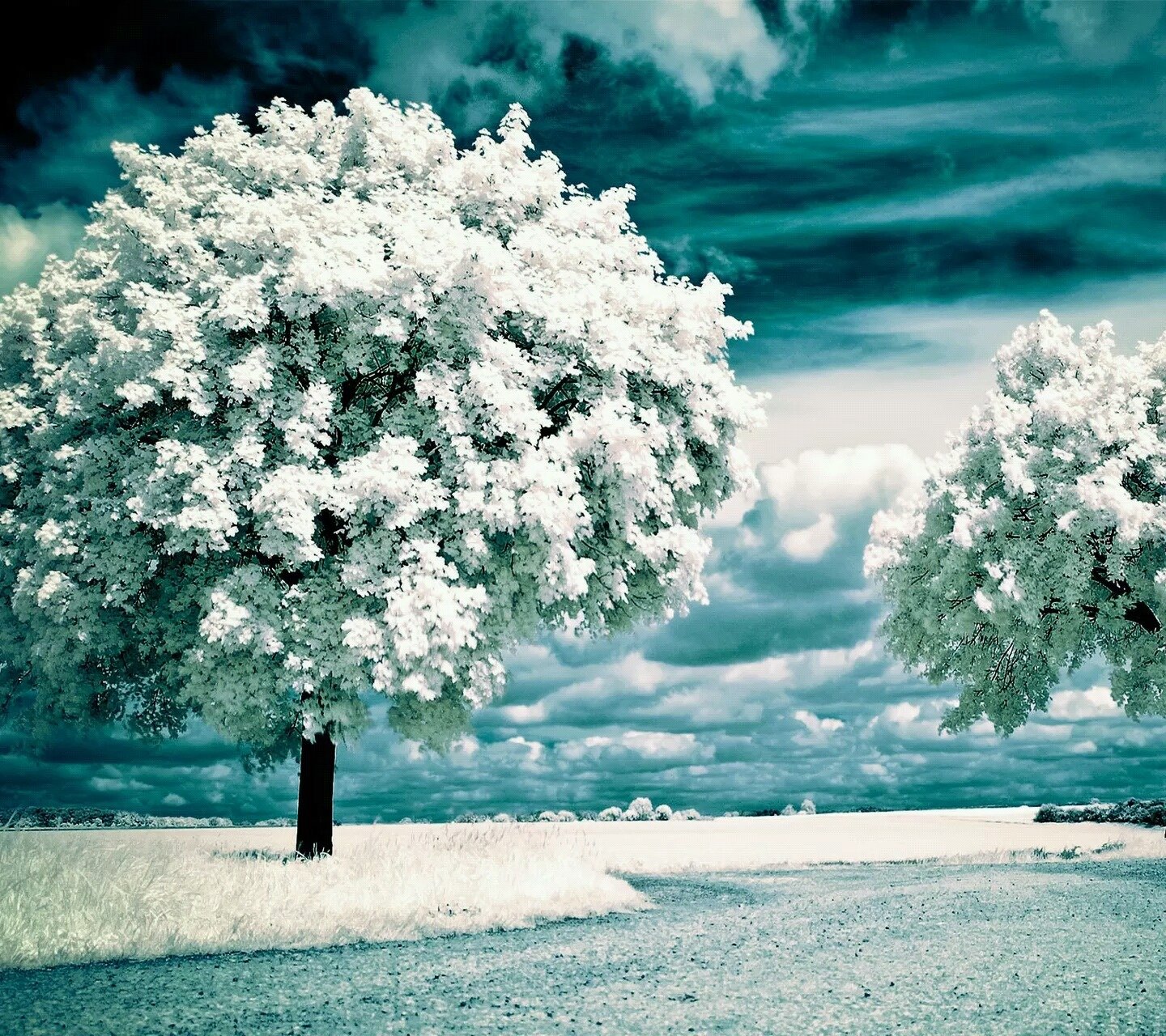 自然,风景,树,唯美,意境,孤单,来生要做一棵树