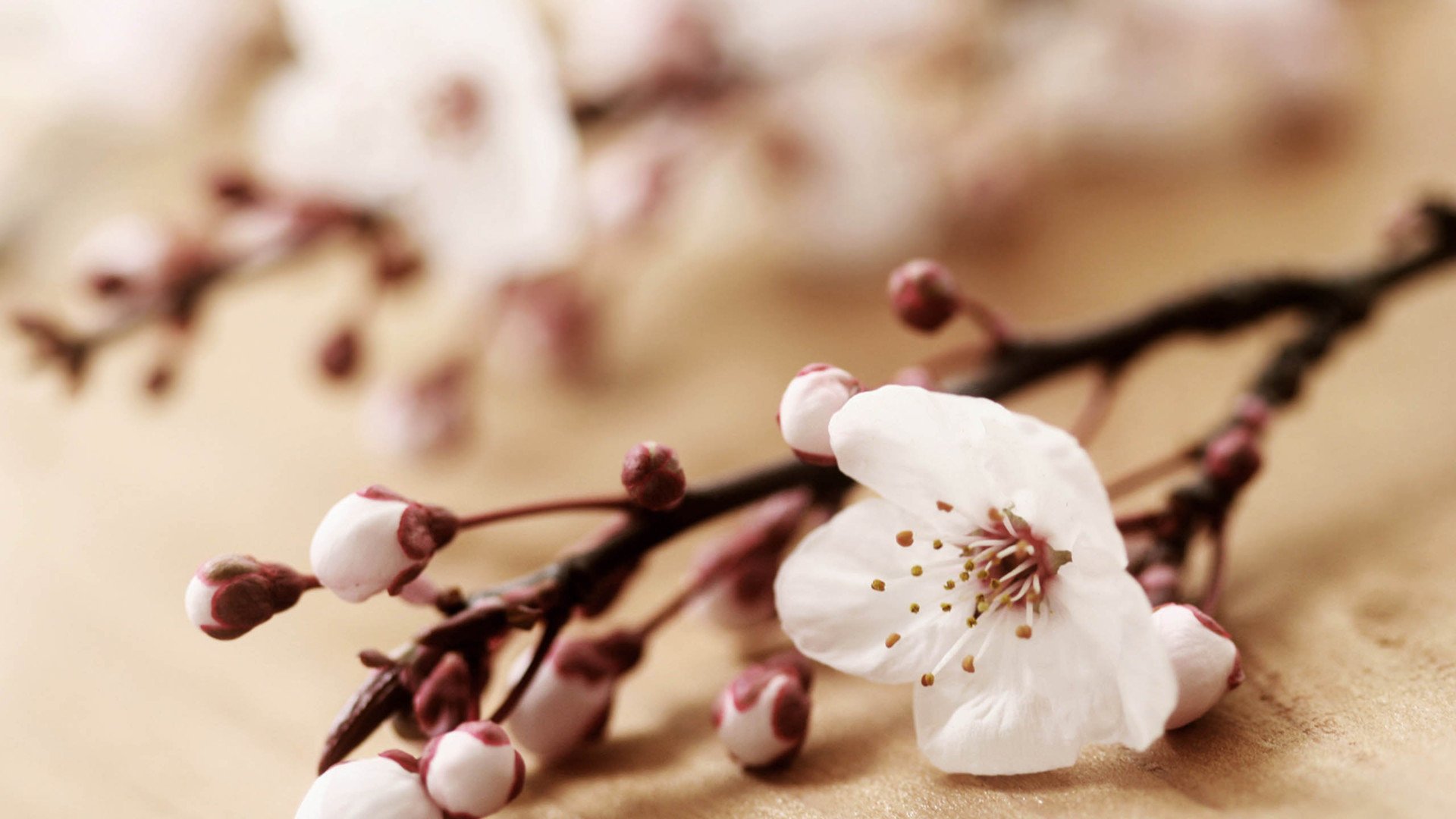 春分,春天,花,花开的声音,浪漫,清新,花朵,唯美,温暖,清新淡雅,鸟语花香