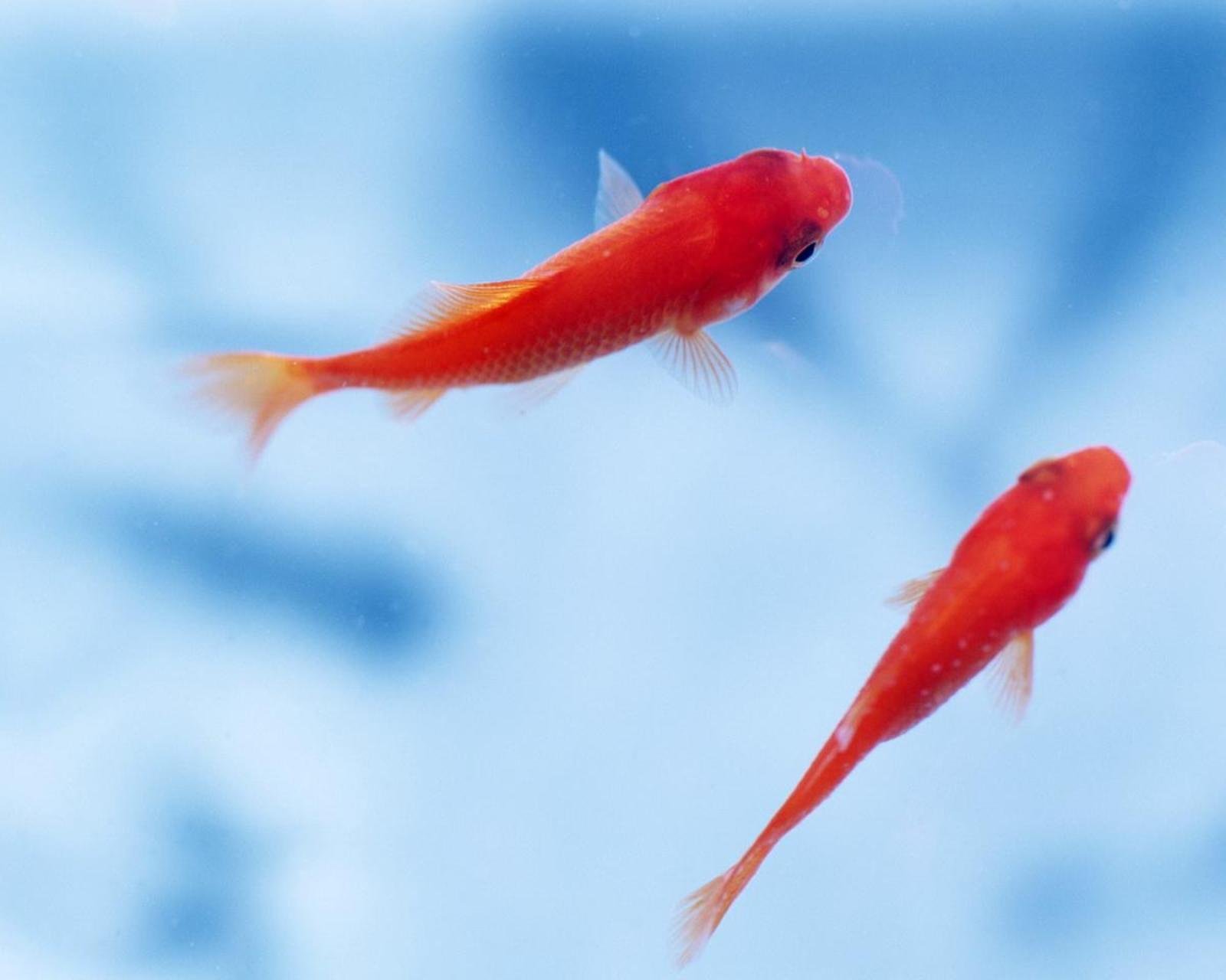 动物,金鱼,7秒的记忆,可爱,唯美,意境,游,安静,水下