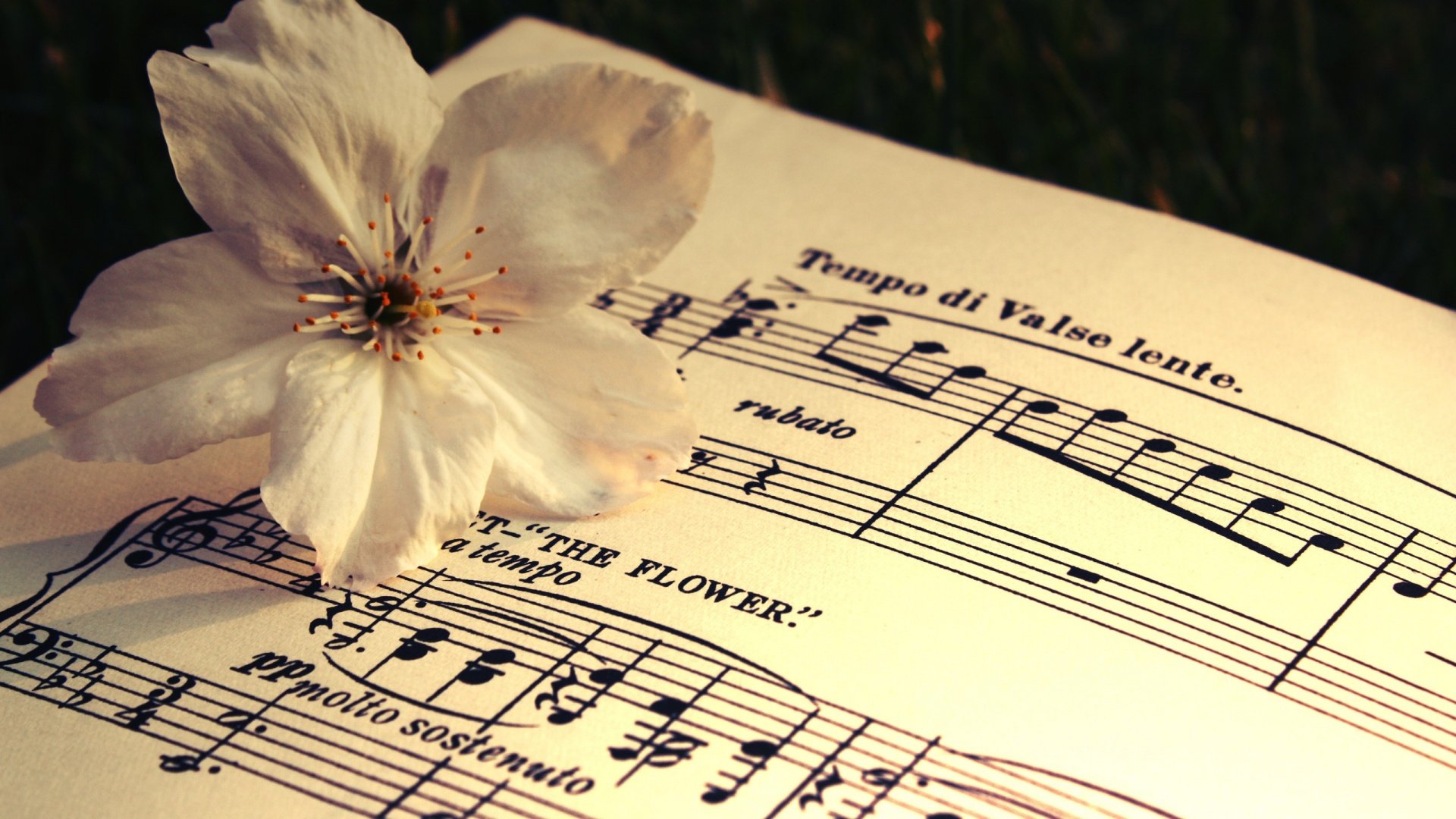 小清新,唯美,浪漫,温暖,温馨,干净,治愈系,慢生活,治愈,美好,音符,跳动的音符,花,乐谱