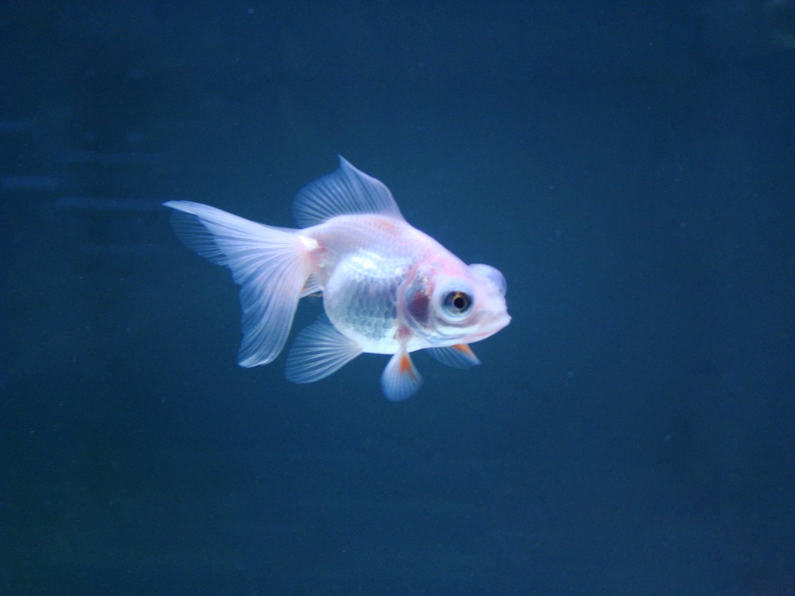 动物,金鱼,7秒的记忆,可爱,唯美,意境,游,安静,水下