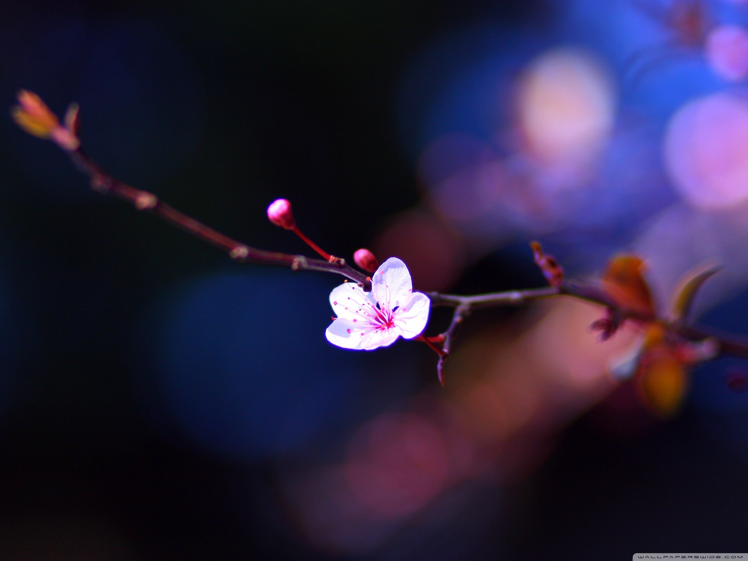 自然,风光,风景,春意盎然,春天,唯美,开花