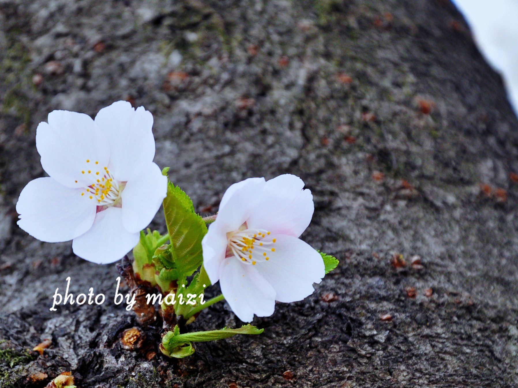 春分,春天,花,花开的声音,浪漫,清新,花朵,唯美,温暖,清新淡雅,鸟语花香