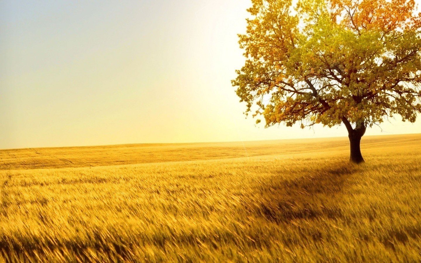 植树节,来生要做一棵树,风景,自然