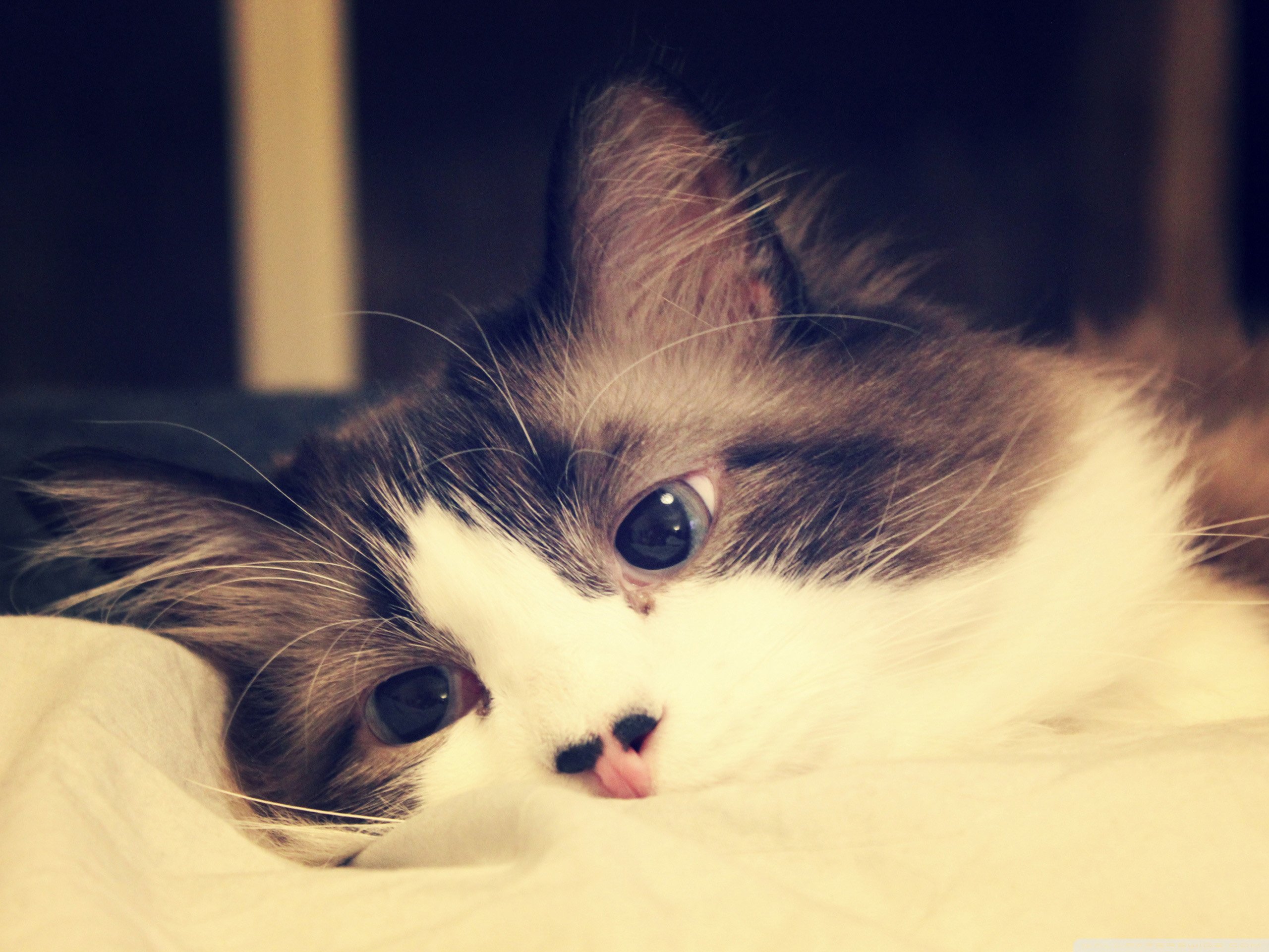 动物,宠物,萌,喵星人,猫