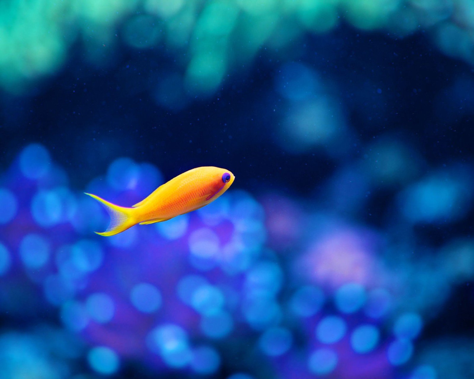 动物,金鱼,7秒的记忆,可爱,唯美,意境,游,安静,水下