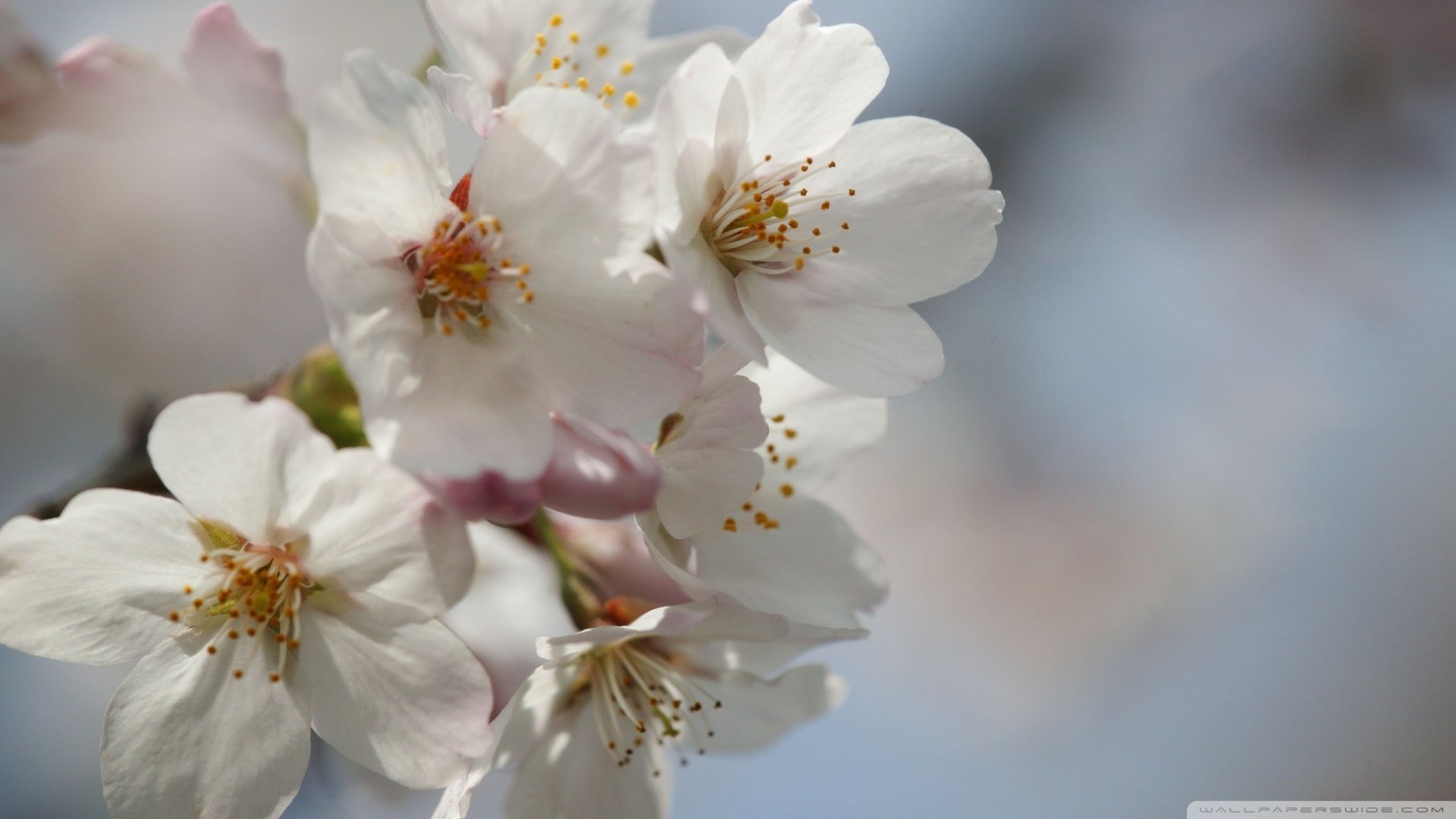 春分,春天,花,花开的声音,浪漫,清新,花朵,唯美,温暖,清新淡雅,鸟语花香