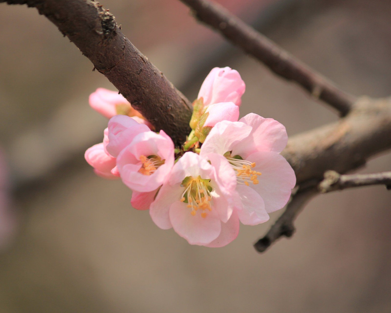 春分,春天,花,花开的声音,浪漫,清新,花朵,唯美,温暖,清新淡雅,鸟语花香