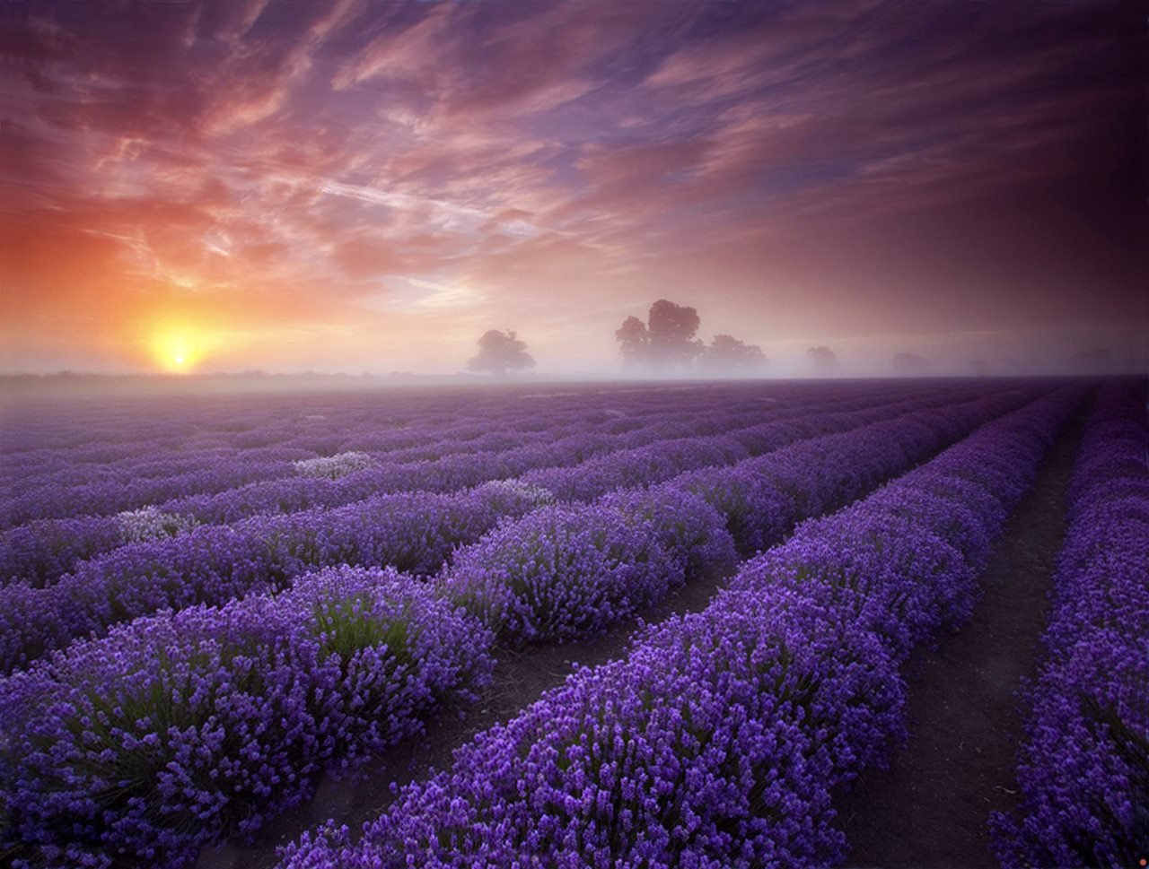 风景,自然,风光,唯美,安静,薰衣草