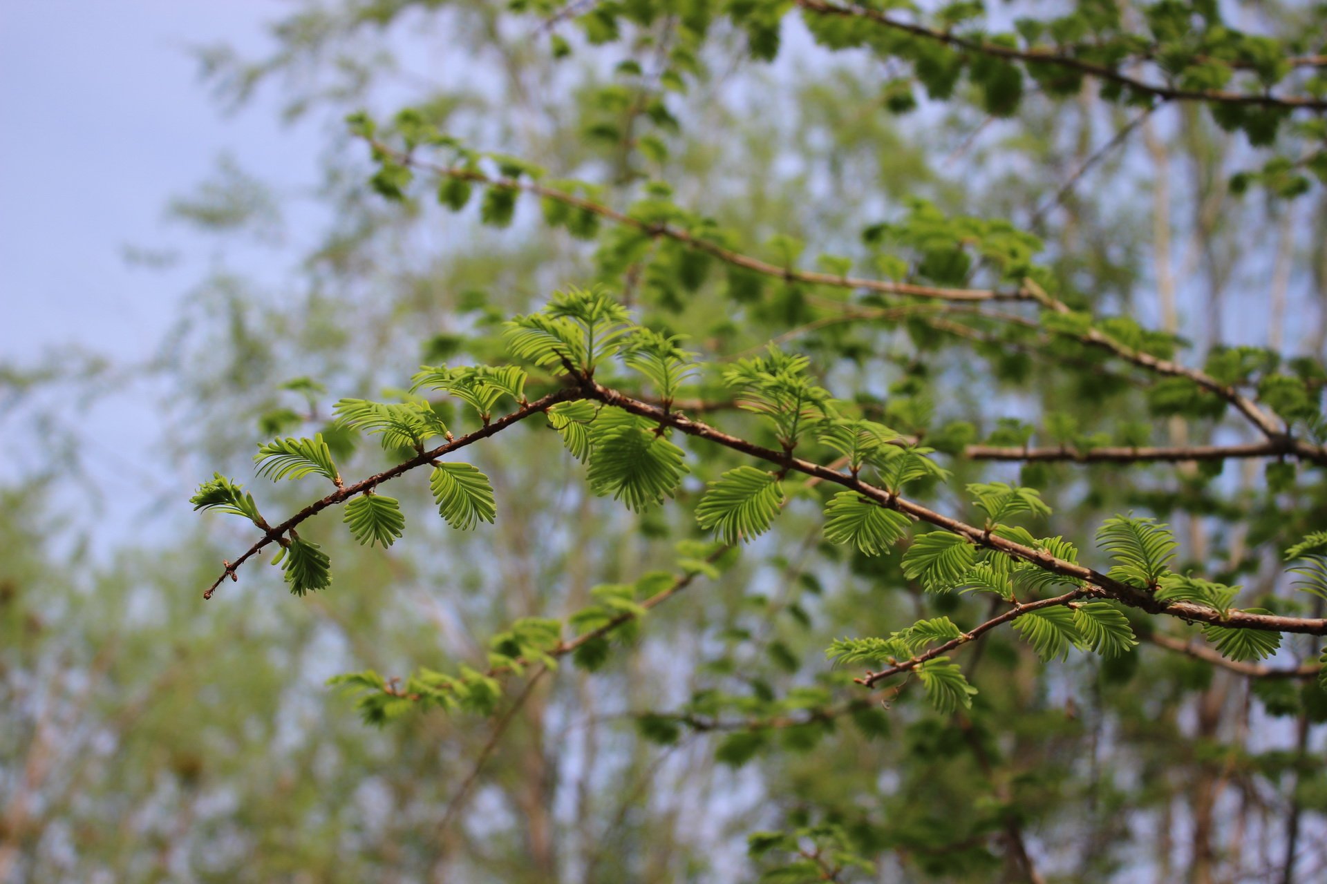 乙儒,风景,摄影,春天