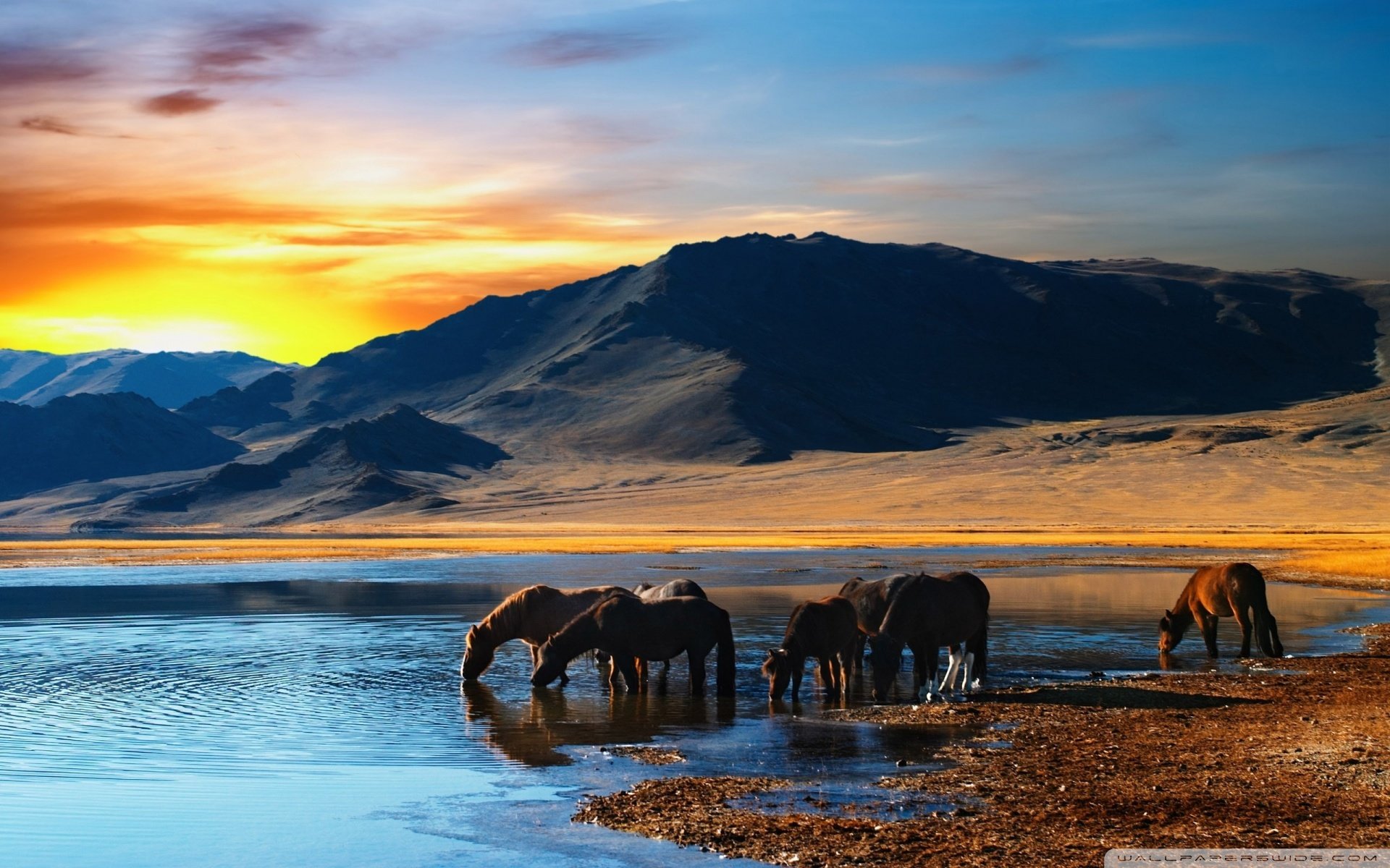 动物,野生动物,马,骏马