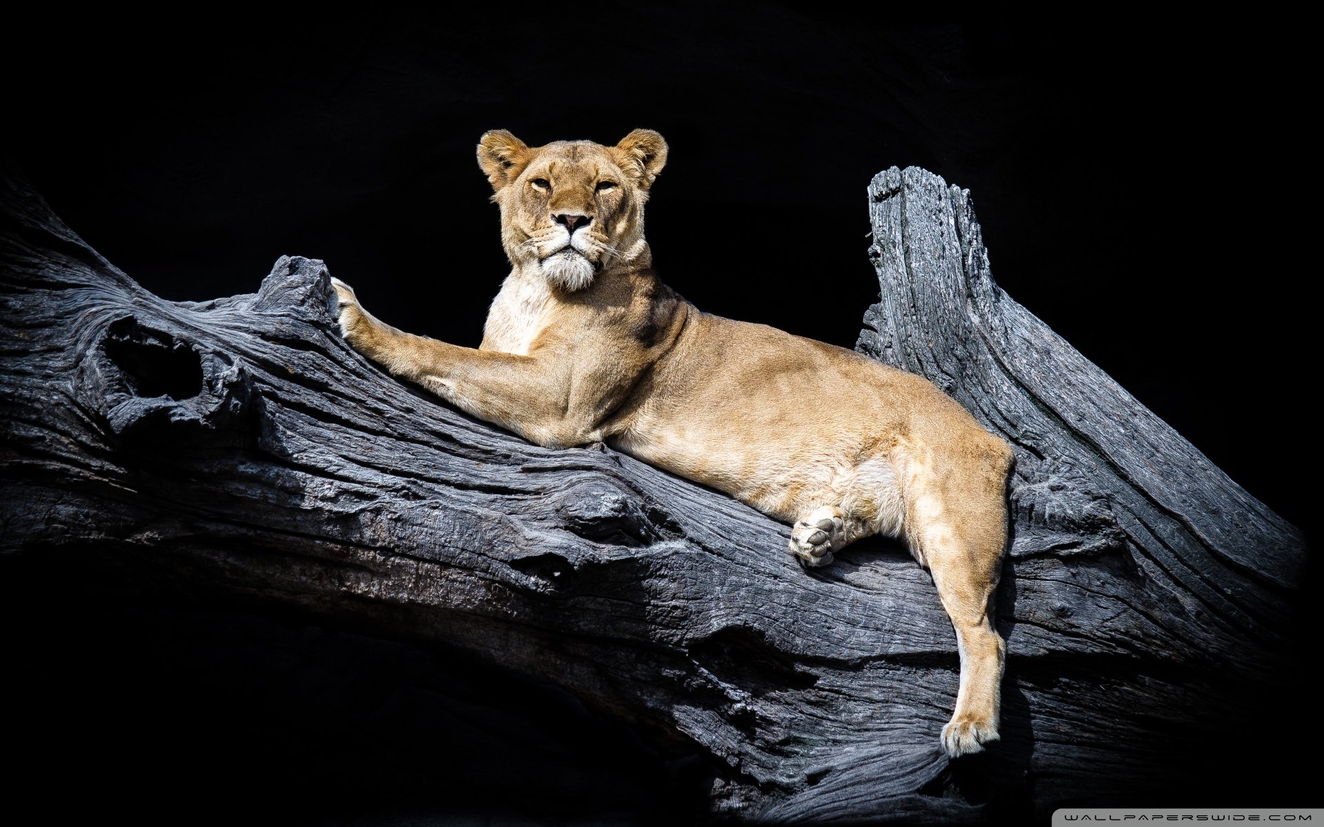动物,野生动物,狮子