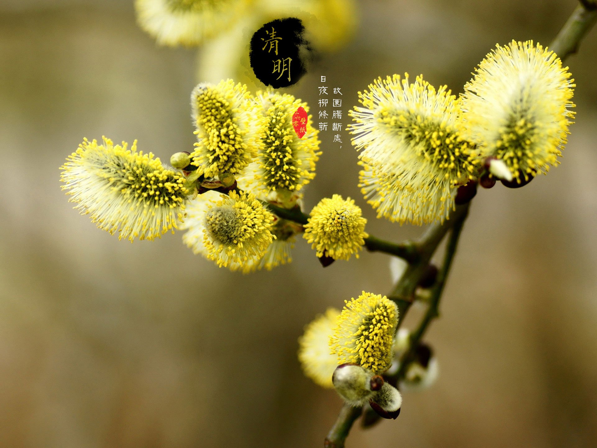 清明节,古风,古诗,诗句,意境,节气,24节气,二十四节气,@姑凉_你又瘦了