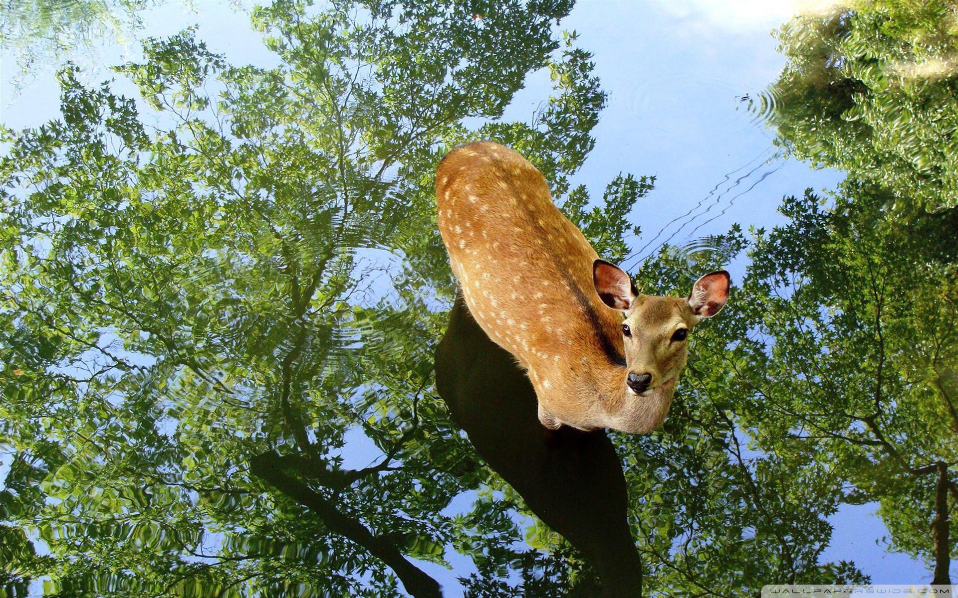 动物,野生动物,鹿,小鹿