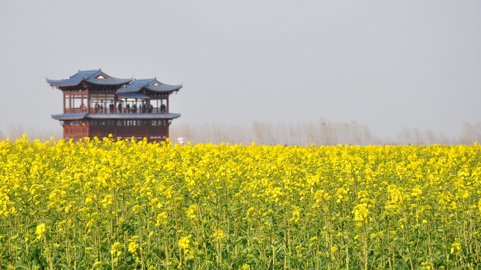 自然,风光,风景,春意盎然,春天,唯美,油菜花,江南,水乡,意境,黄色