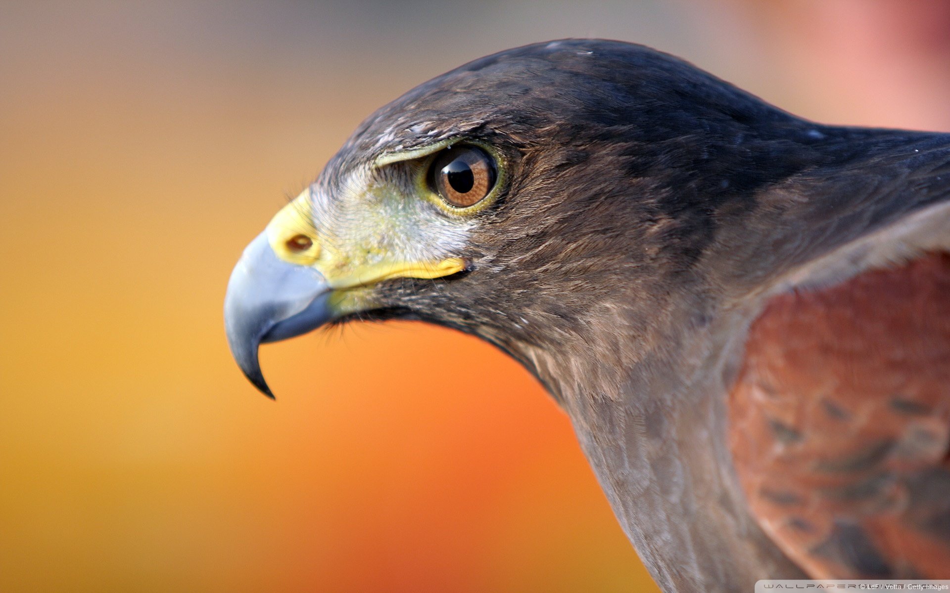 动物,野生动物,飞禽,鸟,飞翔,鹰,老鹰,天空,翱翔