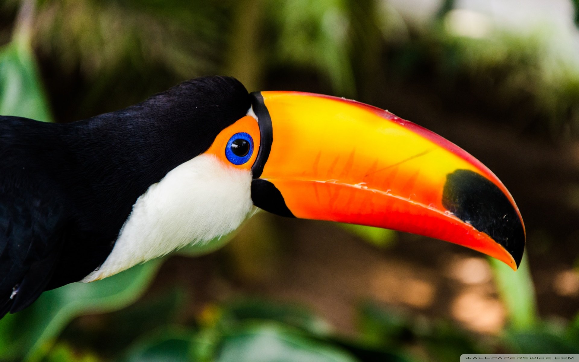 动物,野生动物,飞禽,鸟,飞翔,鹦鹉,五颜六色,彩色,色彩