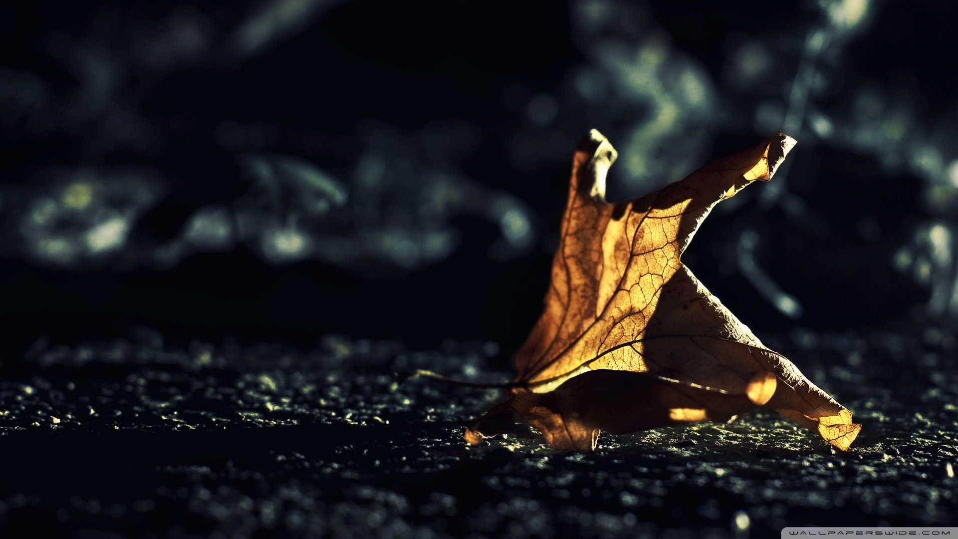 小清新,唯美,温馨,温暖,阳光,治愈系,安静,生活,慢生活,清新淡雅,温馨一刻,孤单,寂寞,离开,等待,伤感,叶子,静物写真