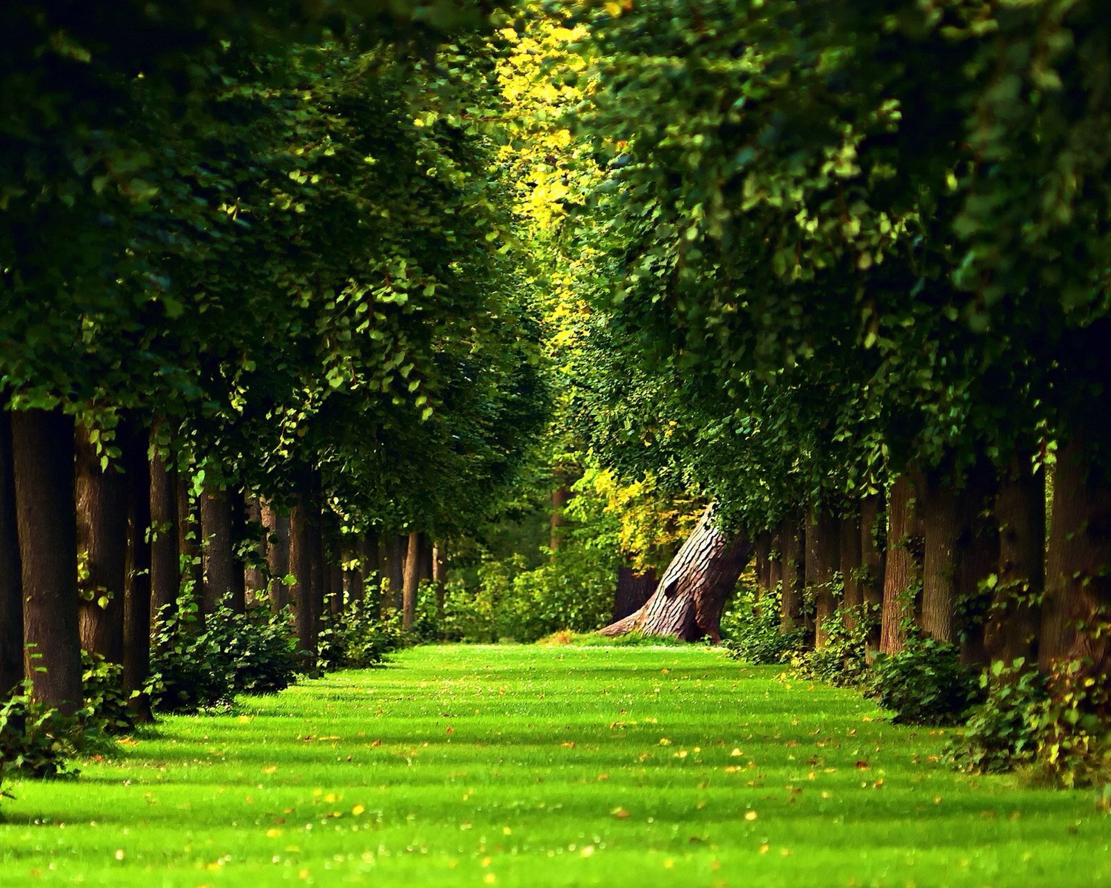 风景,自然,风光,唯美,安静,树林,路