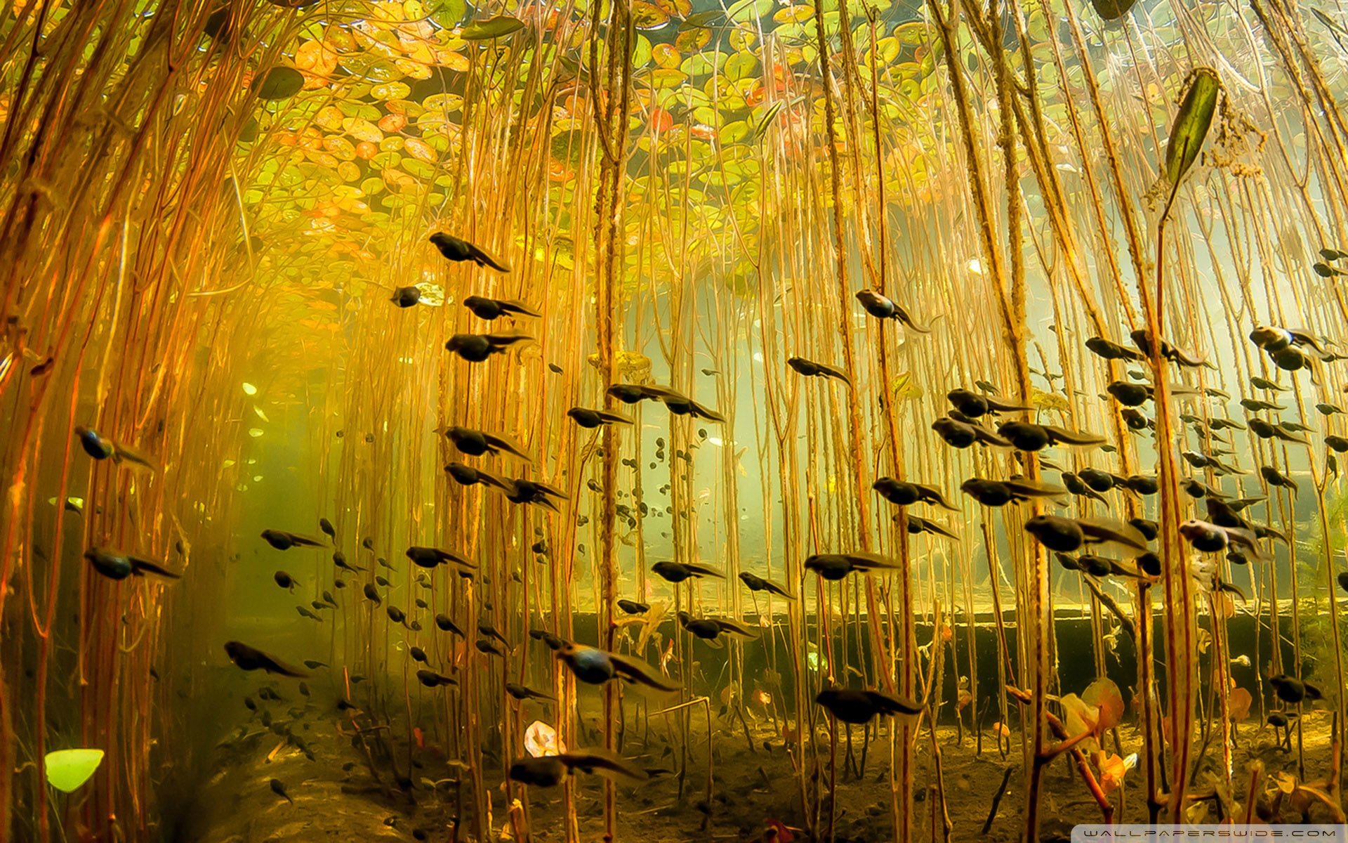 动物,野生动物,海洋天堂,海底世界,蝌蚪