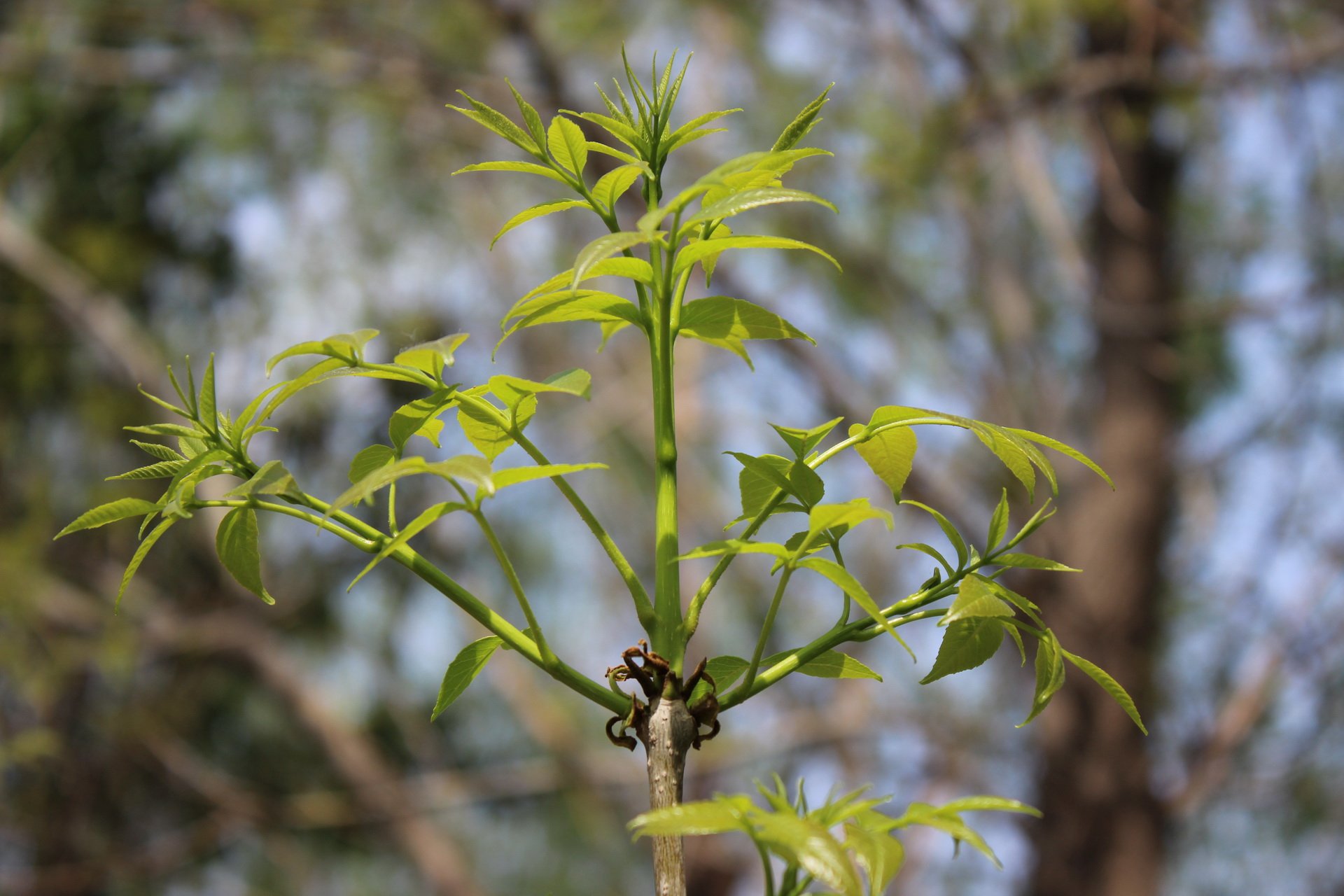 乙儒,风景,摄影,春天