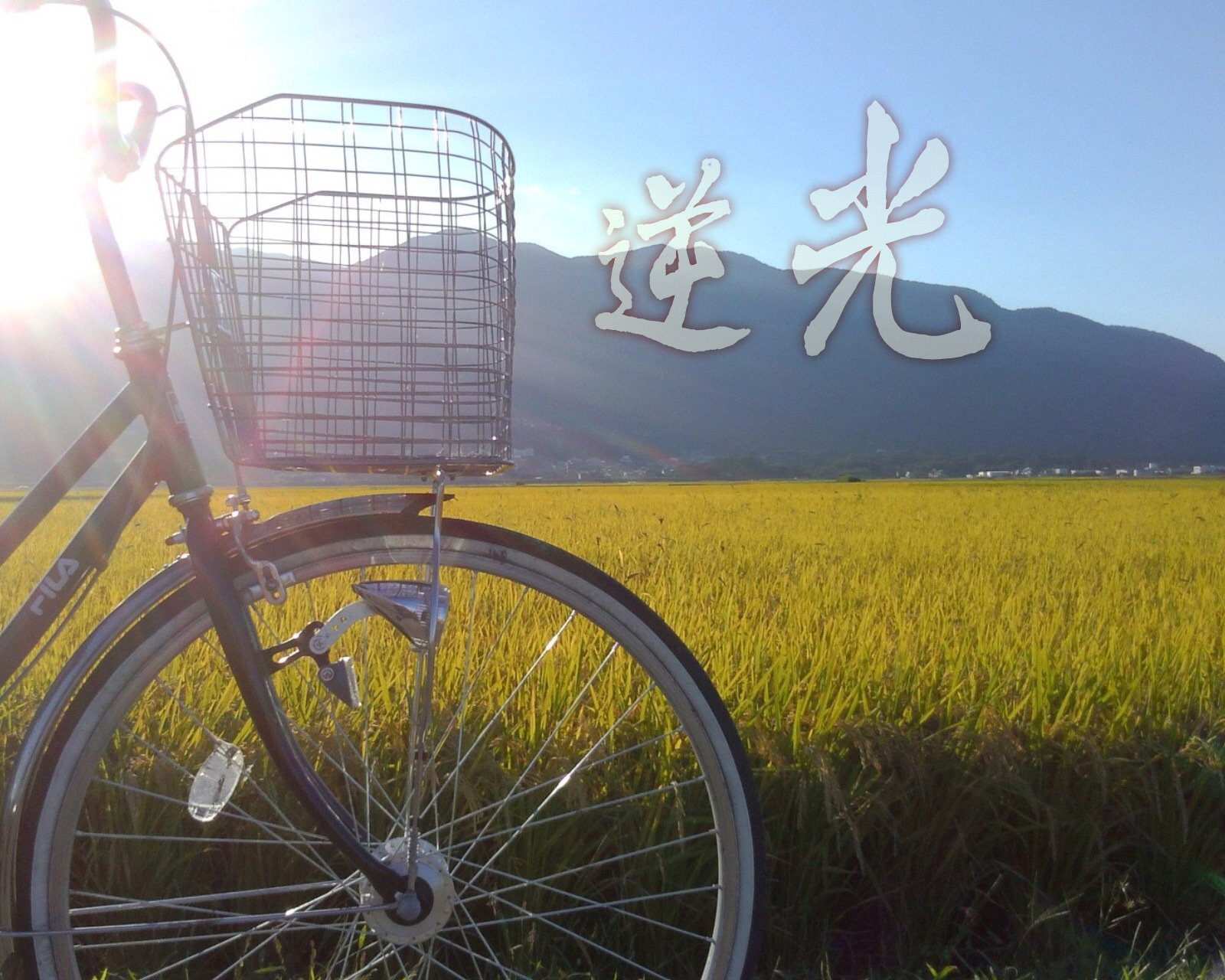 情感,温馨,文字控,心事,治愈,自行车,逆光