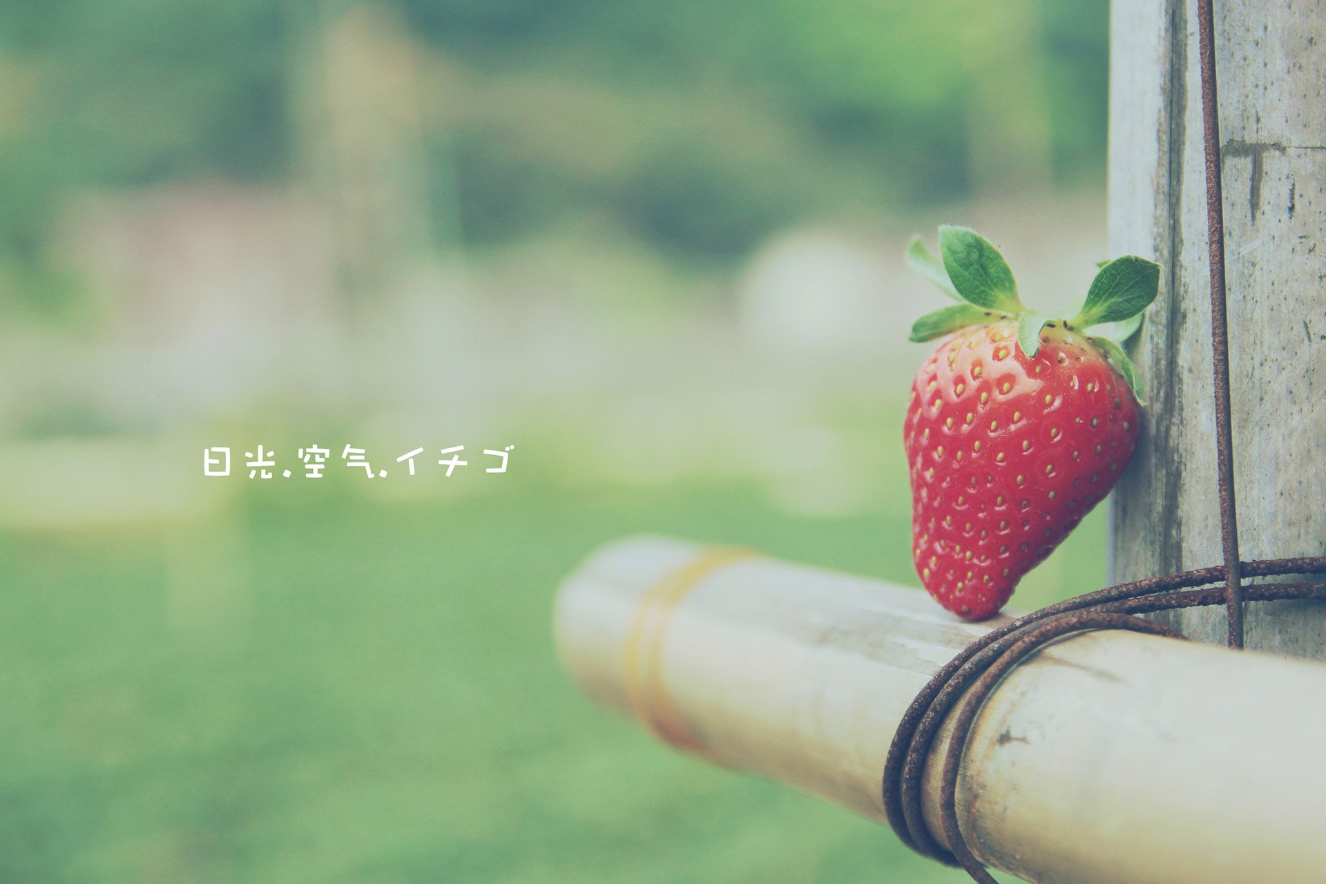 小清新,唯美,温馨,温暖,阳光,治愈系,安静,生活,慢生活,清新淡雅,温馨一刻,静物写真,物语,水果,草莓