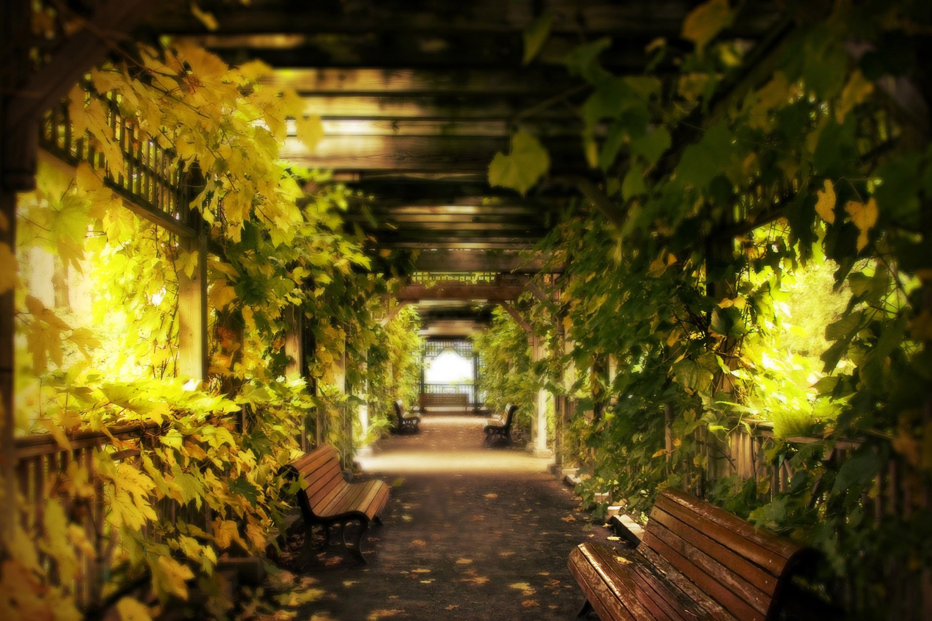 自然,风光,风景,春意盎然,春天,唯美,走廊,绿色,夏天