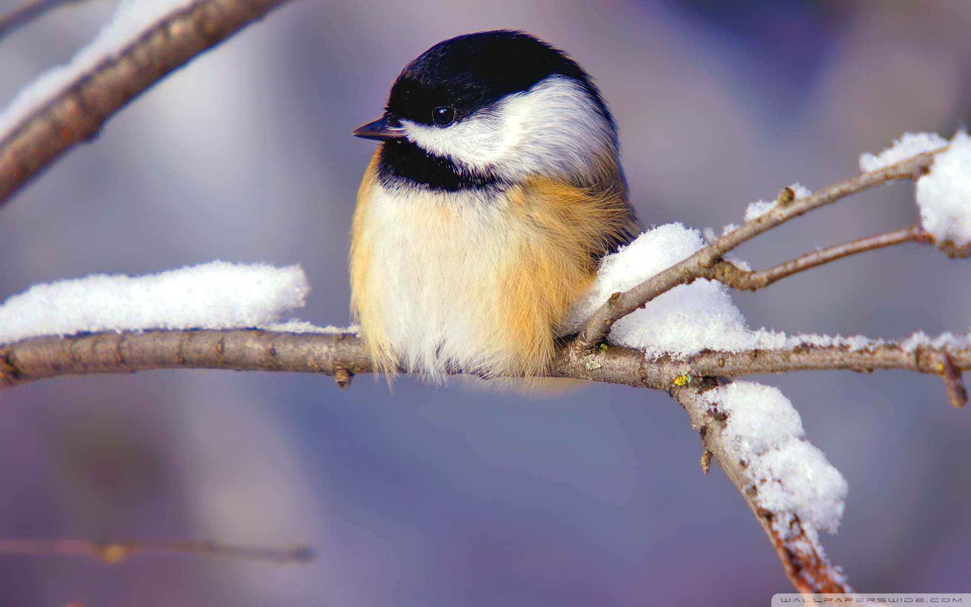 动物,野生动物,飞禽,鸟,飞翔