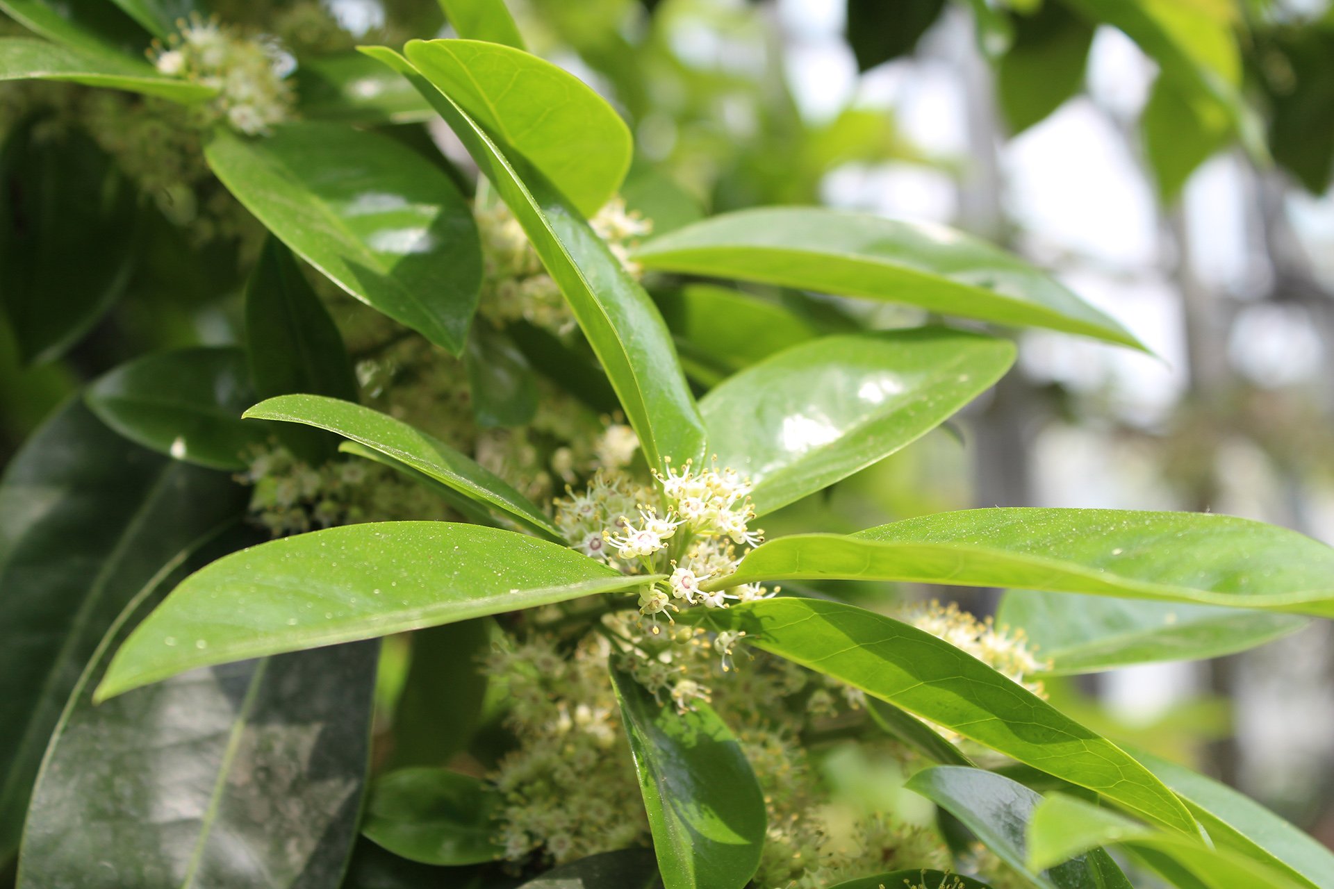 摄影,植物,花卉,仙人掌