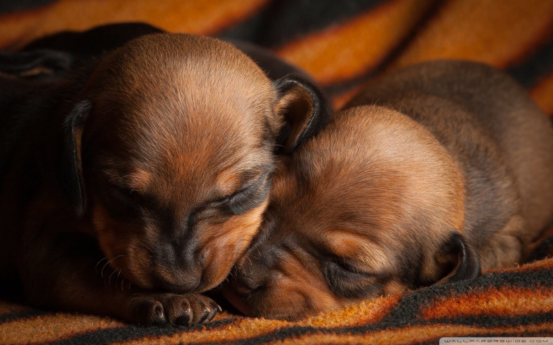 动物,古灵精怪,狗,汪星人,可爱,萌,卖萌图