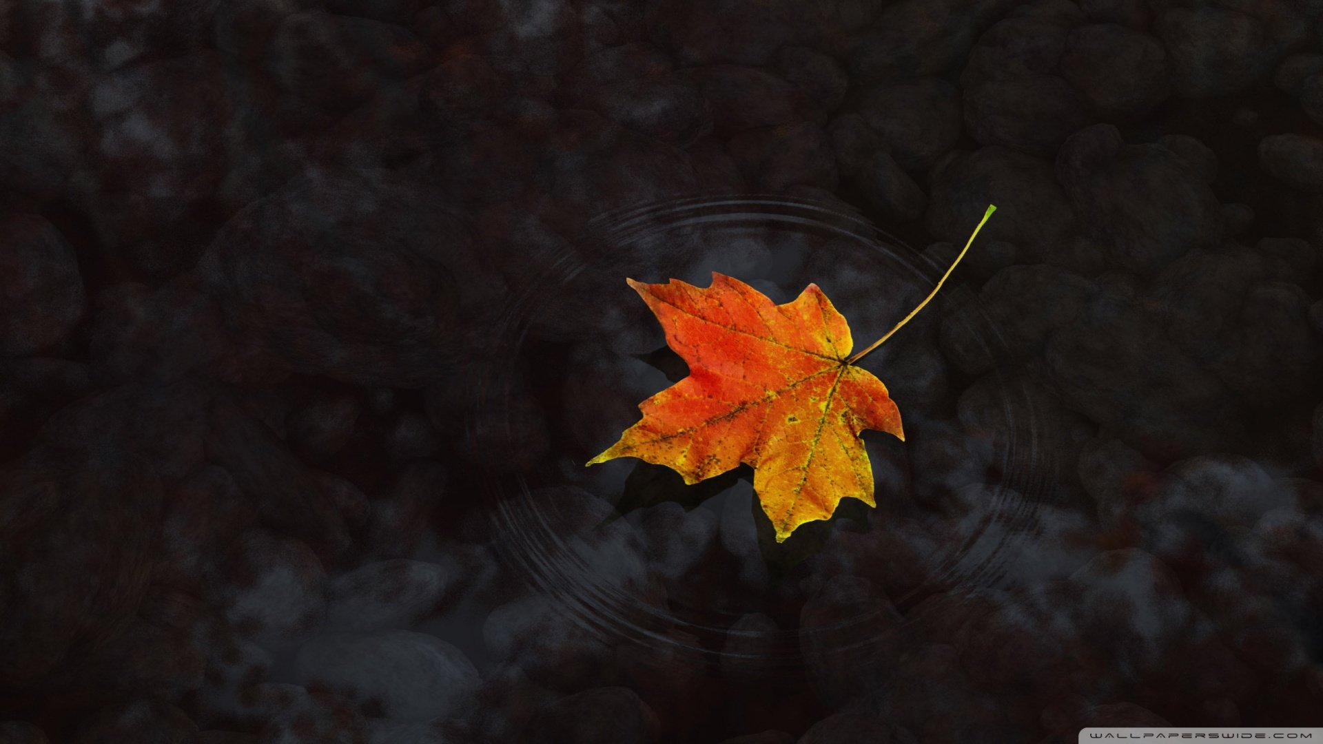 小清新,唯美,温馨,温暖,阳光,治愈系,安静,生活,慢生活,清新淡雅,温馨一刻,叶子,萧瑟