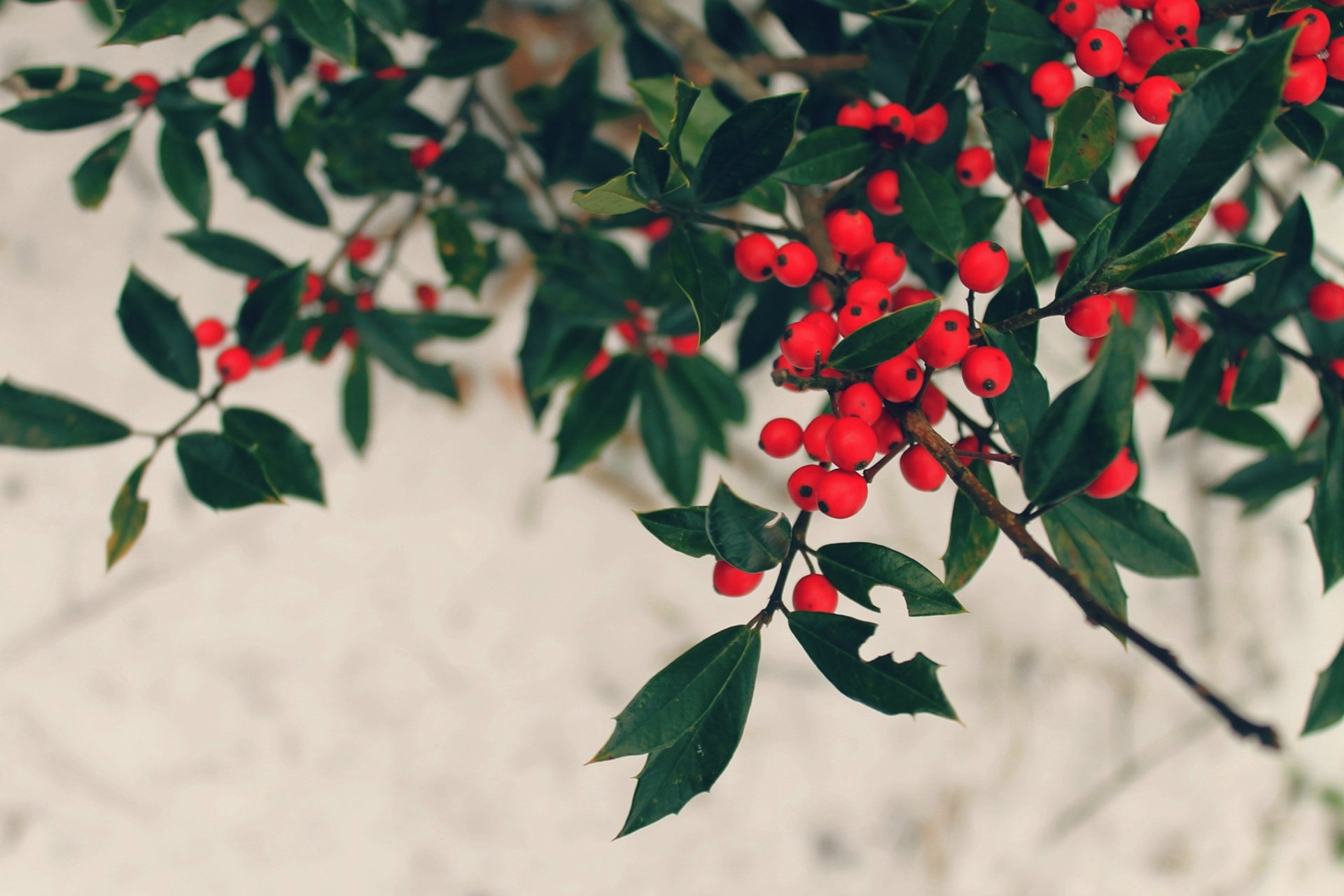 小清新,唯美,温馨,温暖,阳光,绿色养眼,自然,清新淡雅,花,春天,花团锦簇