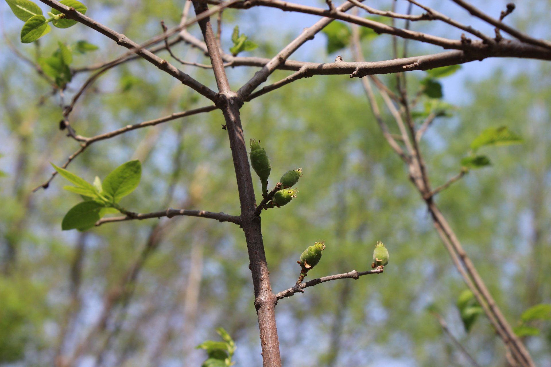 乙儒,风景,摄影,春天
