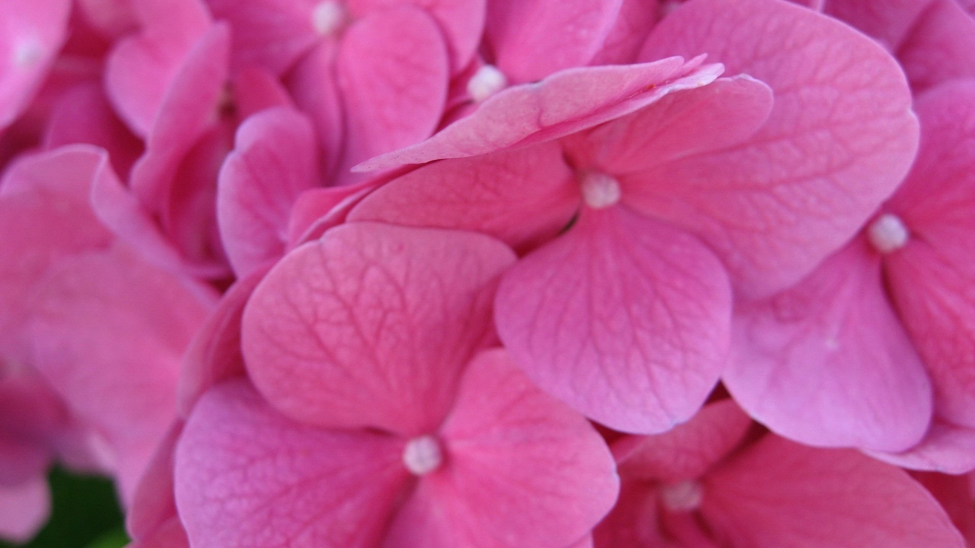 小清新,唯美,温馨,温暖,阳光,绿色养眼,自然,清新淡雅,花,春天,花团锦簇