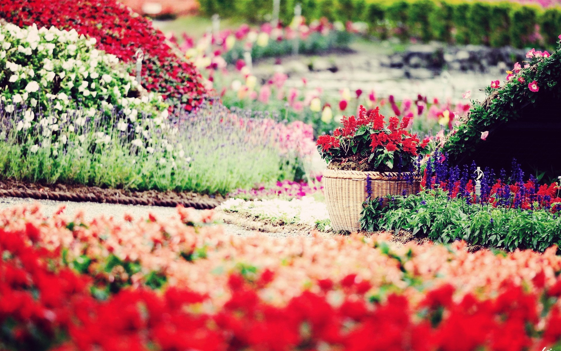 小清新,唯美,温馨,温暖,阳光,绿色养眼,自然,清新淡雅,花,春天,花团锦簇