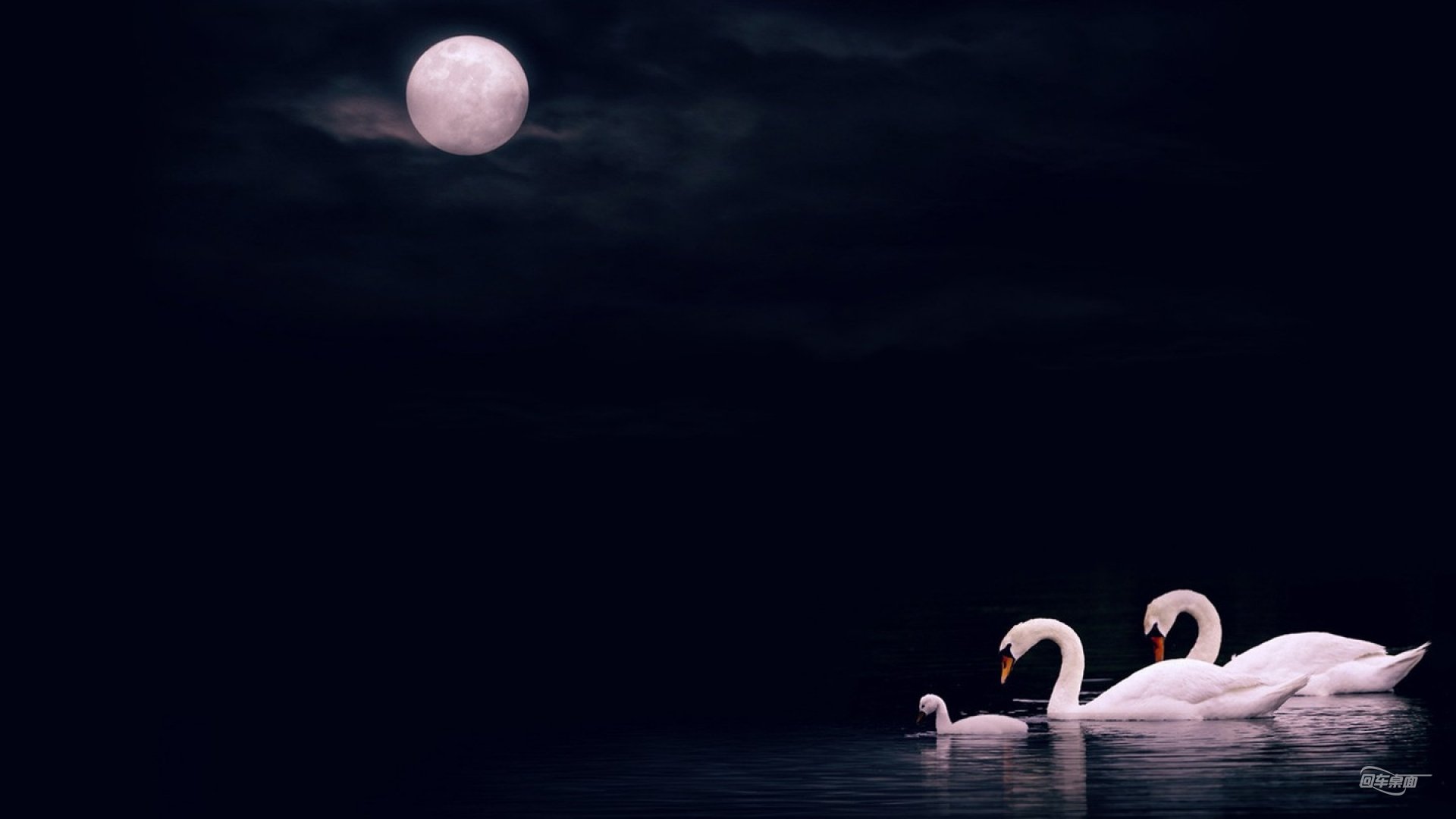 小清新,唯美,温馨,温暖,阳光,治愈系,安静,生活,慢生活,清新淡雅,温馨一刻,天鹅,夜晚,月亮,意境