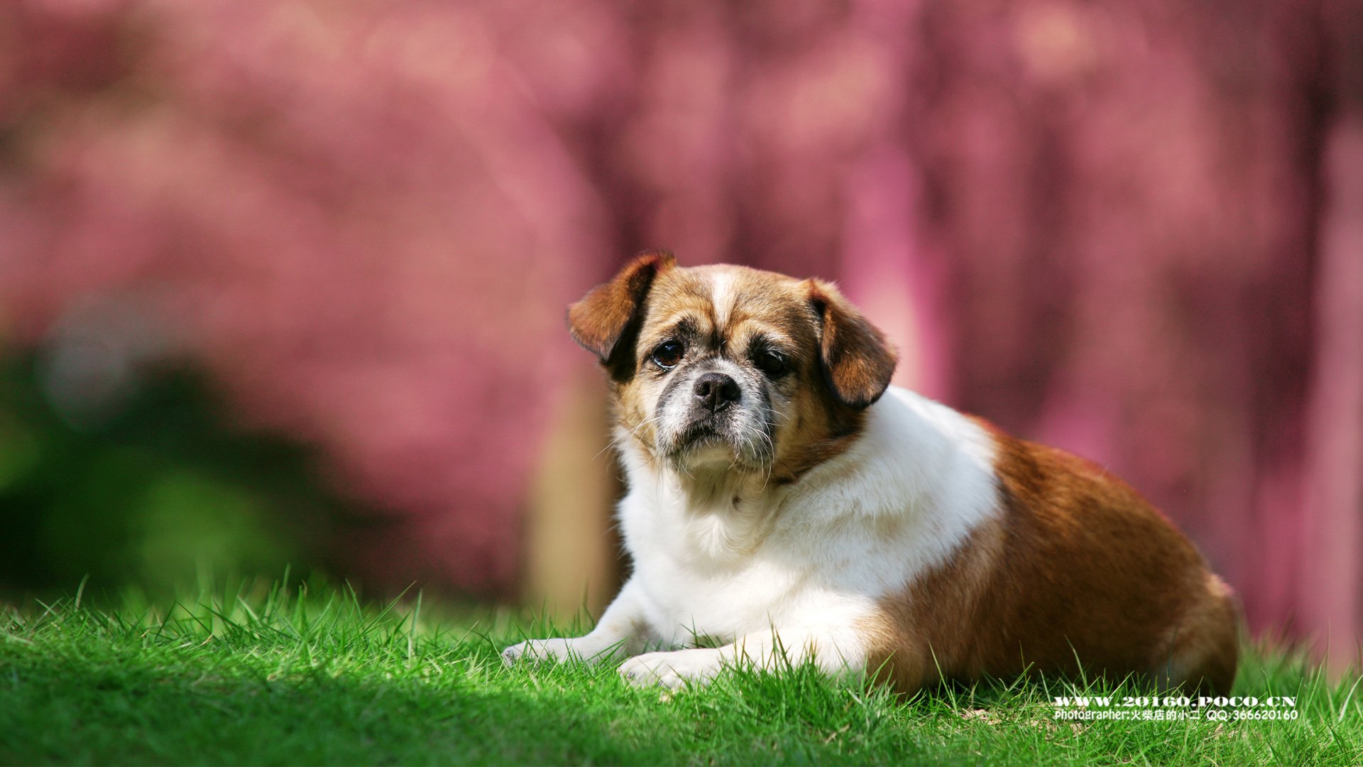 动物,古灵精怪,火柴宠摄,狗狗,汪星人,火柴摄影