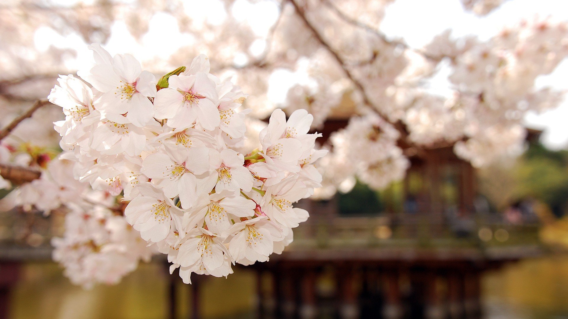 小清新,唯美,温馨,温暖,阳光,绿色养眼,自然,清新淡雅,花,春天,花团锦簇
