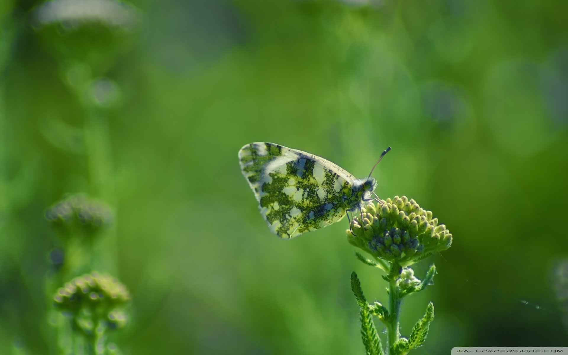 动物,野生动物,蝴蝶,自然,春天