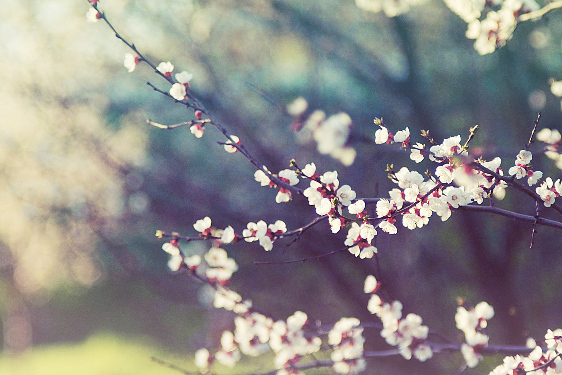 小清新,唯美,温馨,温暖,阳光,绿色养眼,自然,清新淡雅,花,春天,花团锦簇