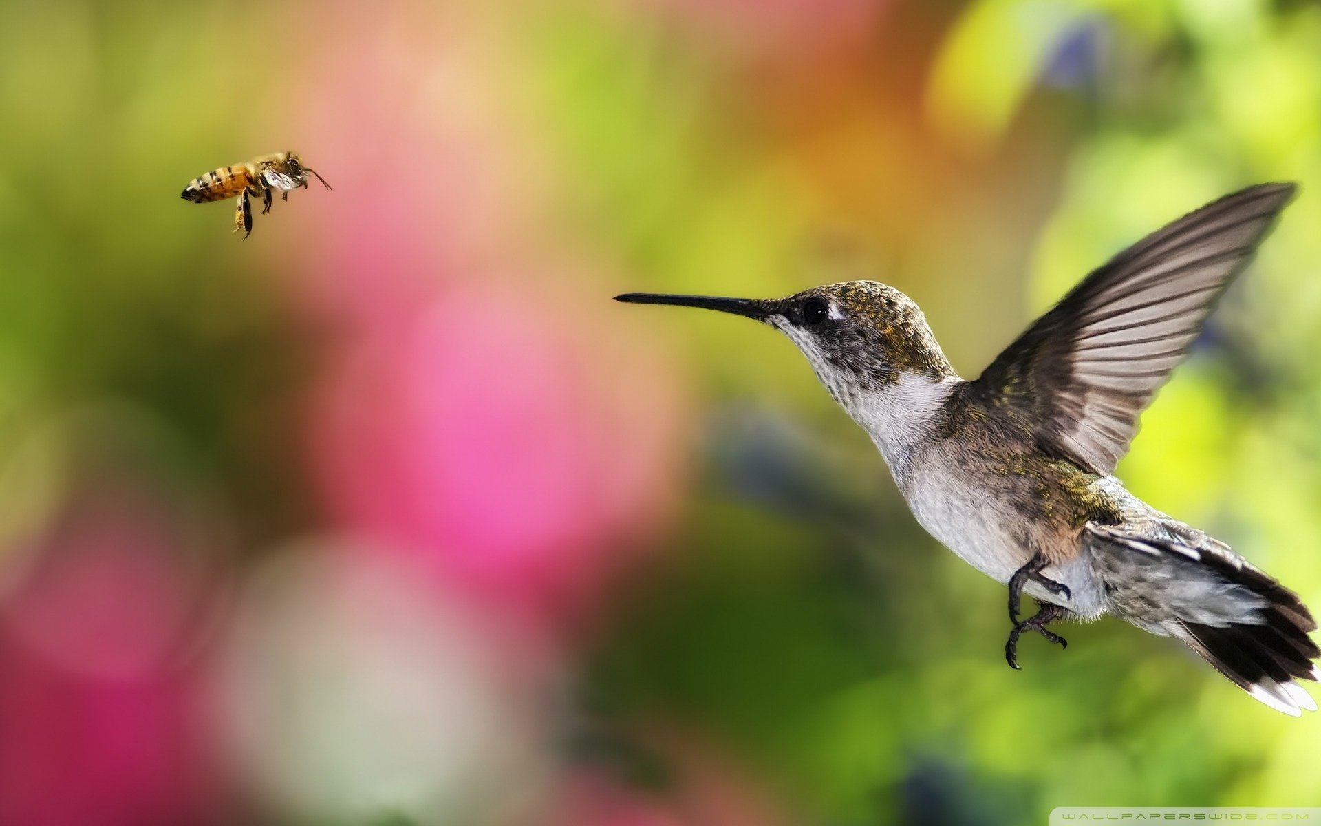 动物,野生动物,飞禽,鸟,飞翔,翠鸟