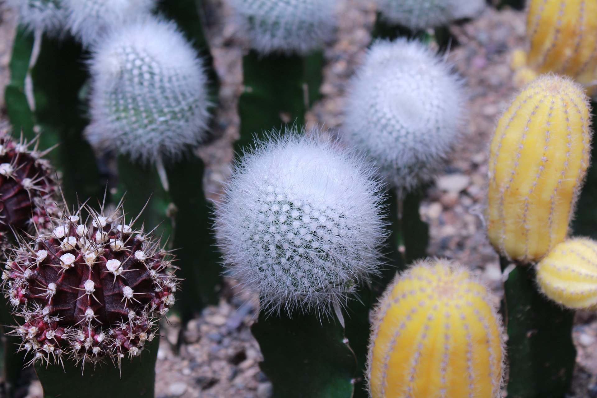 摄影,植物,花卉