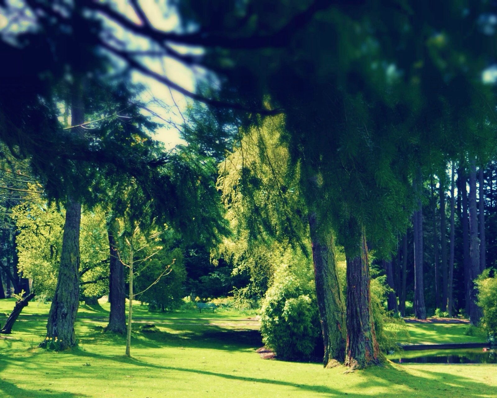 风景,自然,风光,树林,阳光,安静,唯美,意境